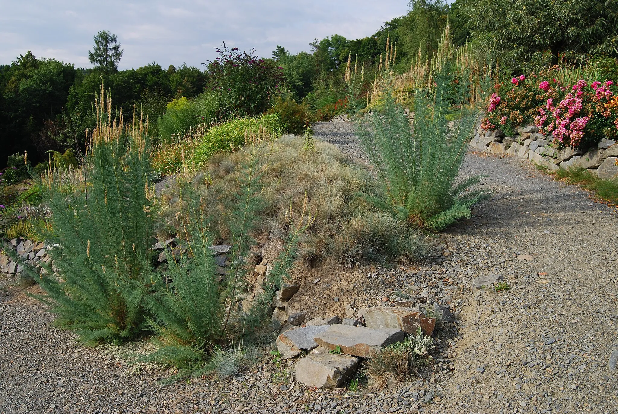 Photo showing: Arboretum cca 1 km za obcí Paseka směr Sovinec, po pravé straně před odbočkou na Karlov, na místě bývalé skládky. Paseka (okres Olomouc). Česká republika.