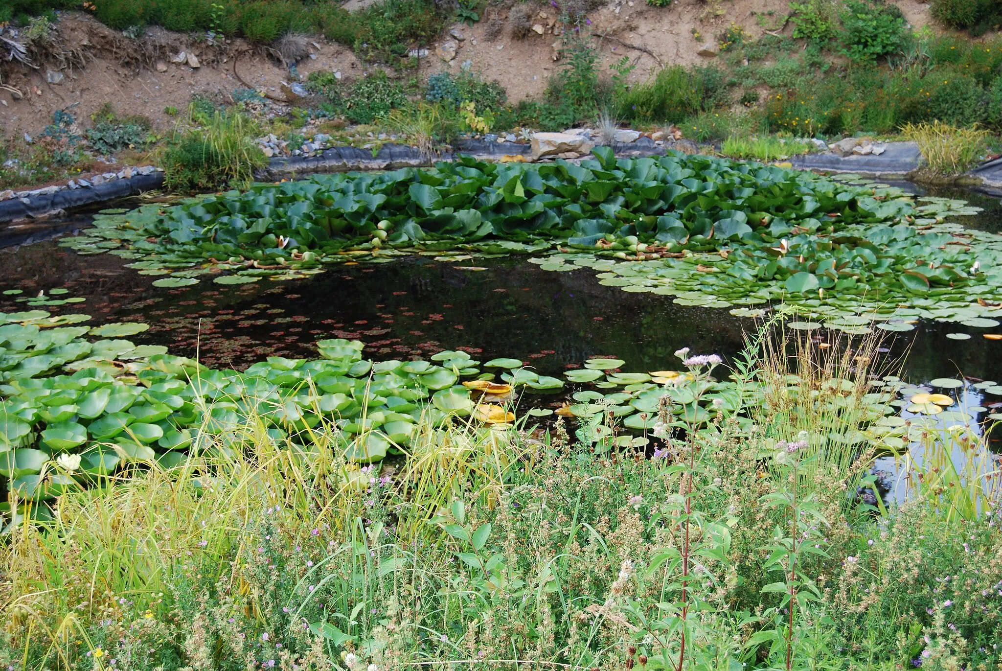 Photo showing: Arboretum cca 1 km za obcí Paseka směr Sovinec, po pravé straně před odbočkou na Karlov, na místě bývalé skládky. Paseka (okres Olomouc). Česká republika.