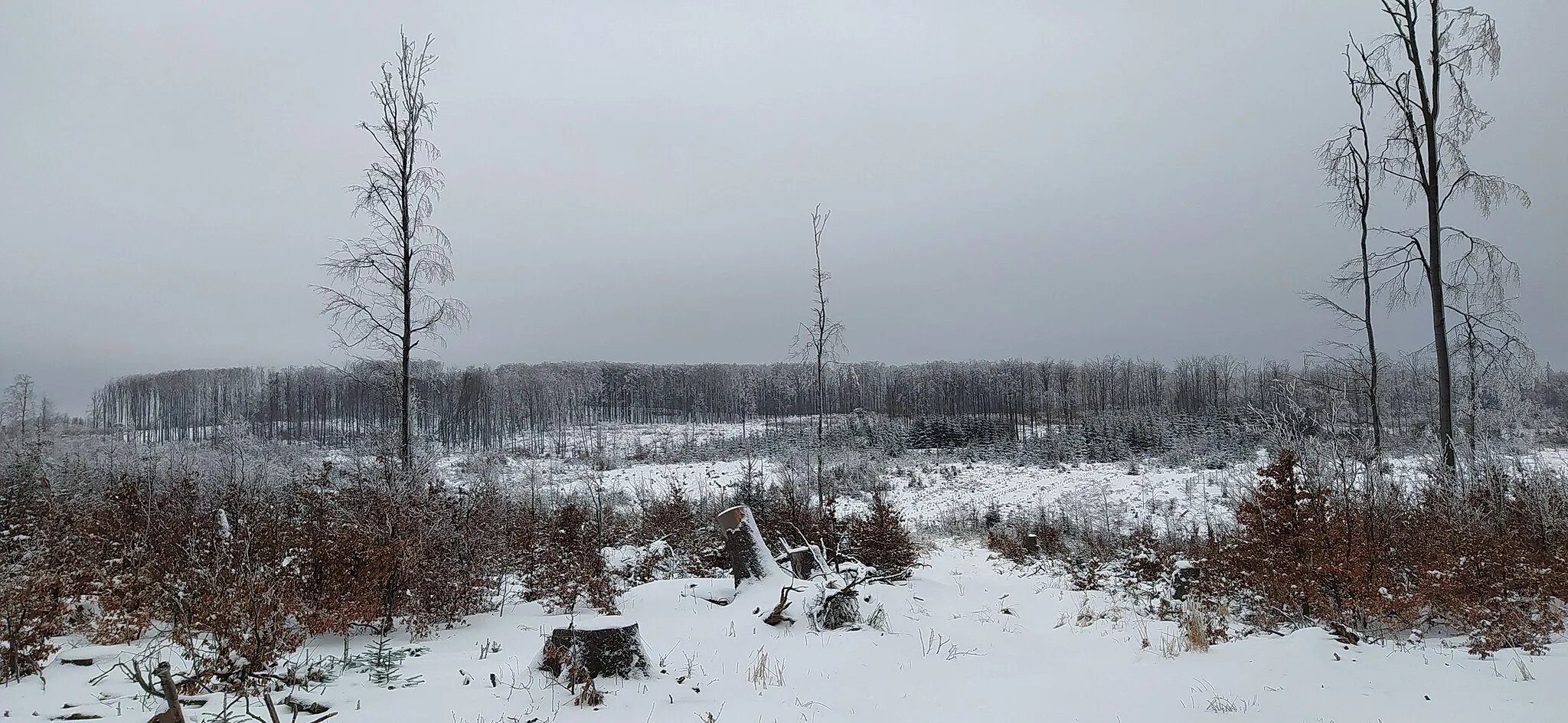 Photo showing: Fidlův kopec, Oderské vrchy, Nízký Jeseník, Czech Republic, February 2021