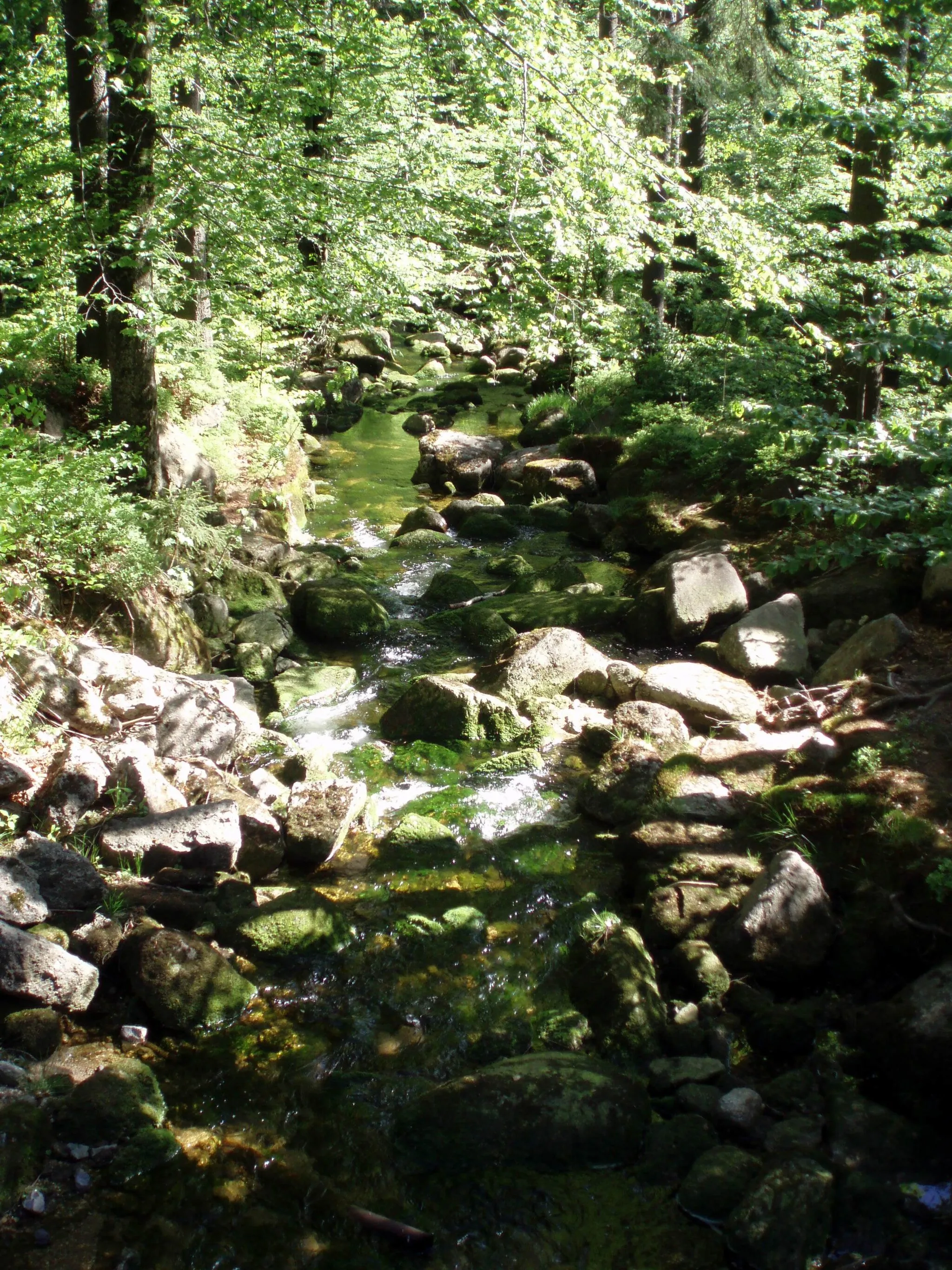 Photo showing: Oberlauf der Kamenice