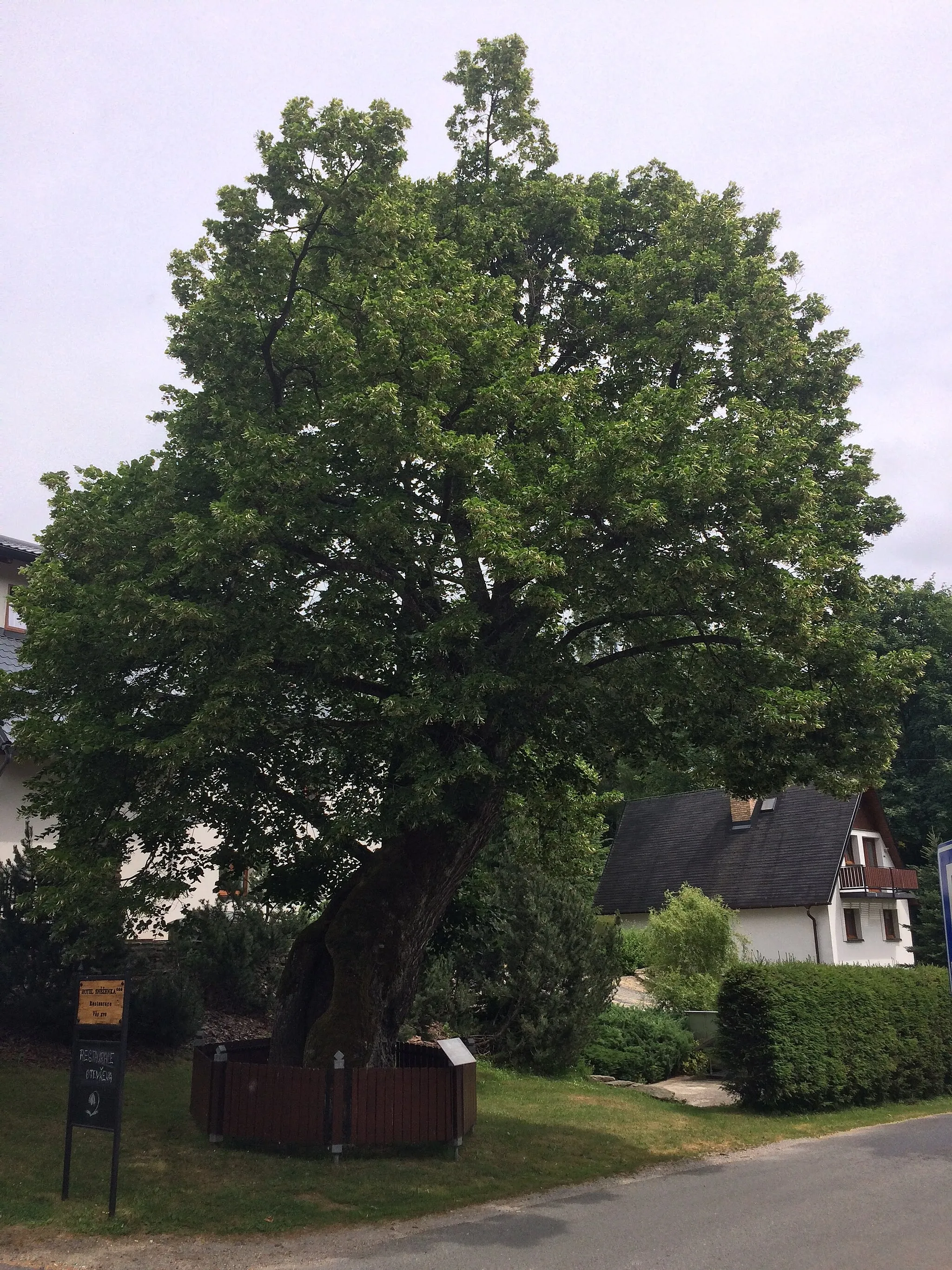 Photo showing: This small-leaved Linden (Tilia cordata) was planted around 1540 in front of the former farm of Albert Lachnit. The tree was struck by the lightning, causing the tree to split, in 1958. By 1966, there were almost remainings of the tree (hollow trunk). One branch was still alive and the tree started to regenerate.