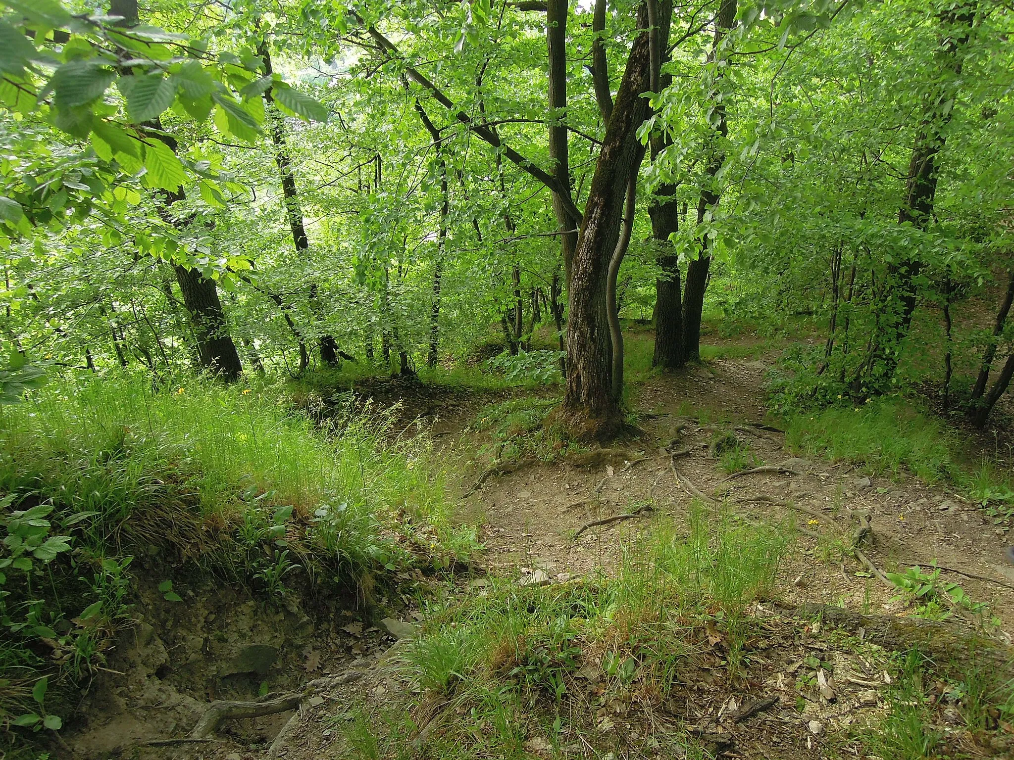 Photo showing: National nature reserve Hůrka u Hranic near Hranice, Přerov District, Oloumouc Region, Czech Republic