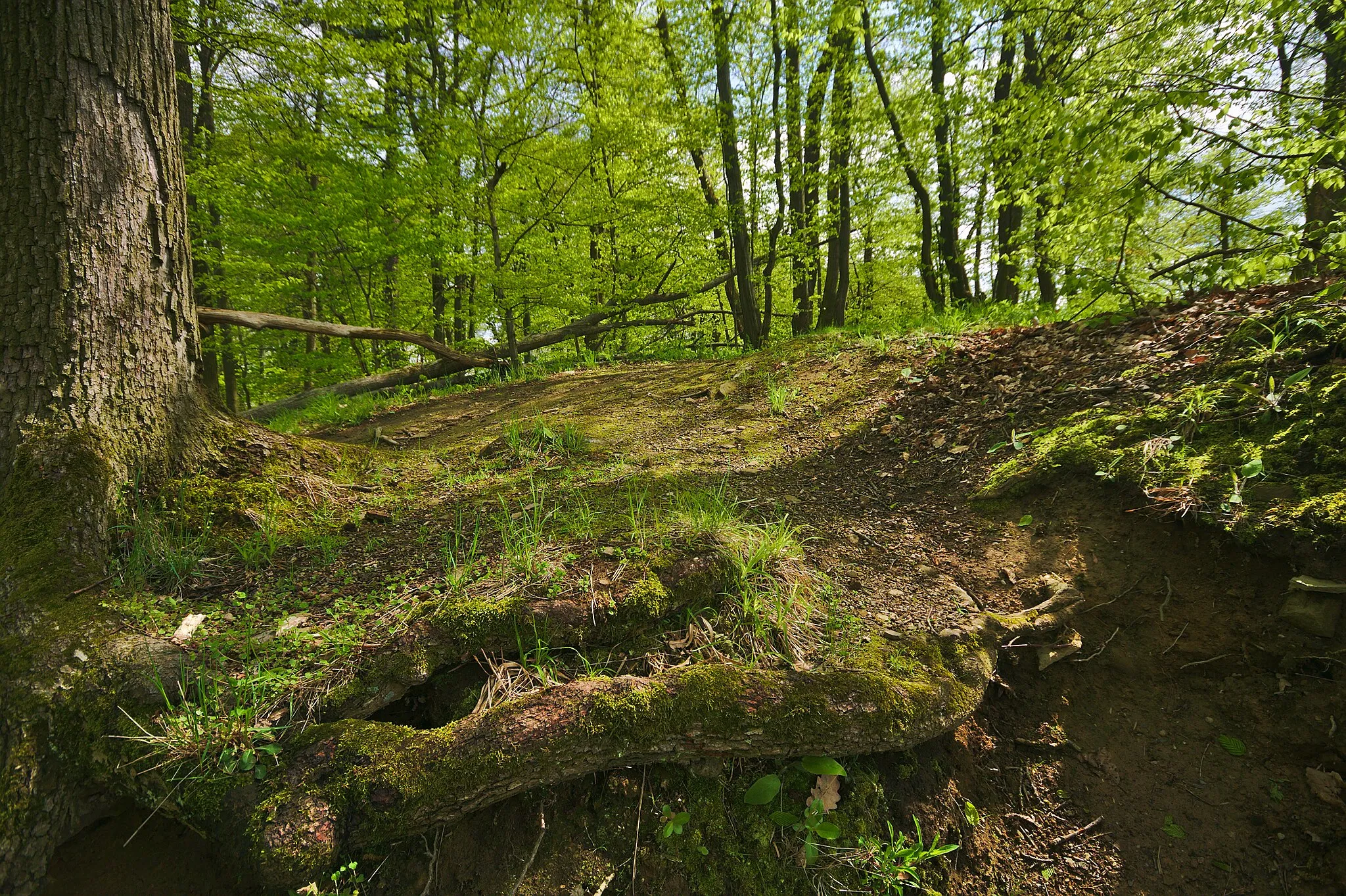 Photo showing: This is a photo of a cultural monument of the Czech Republic, number: