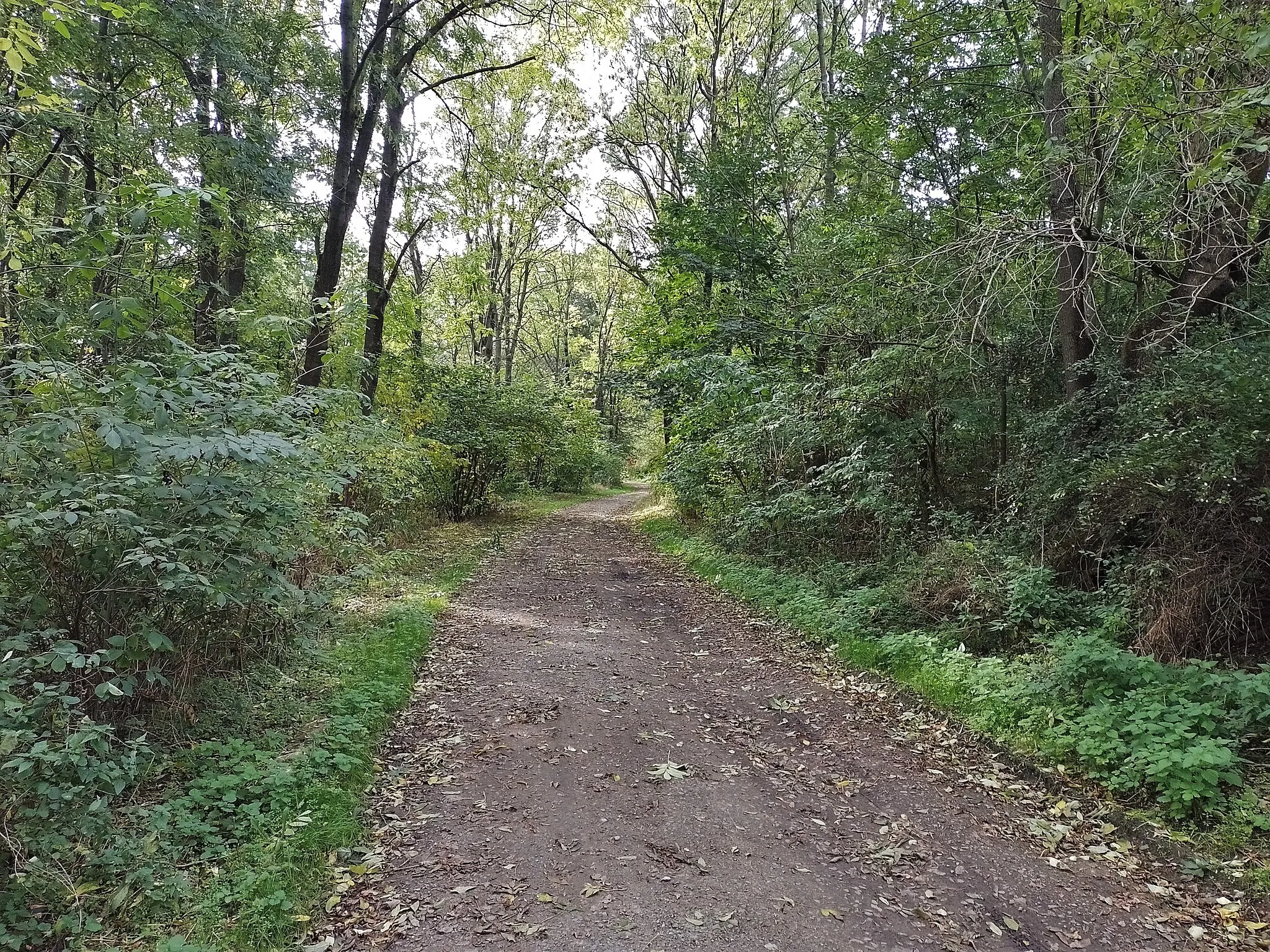 Photo showing: Road through an abandoned village Pelhřimovy, Czechia