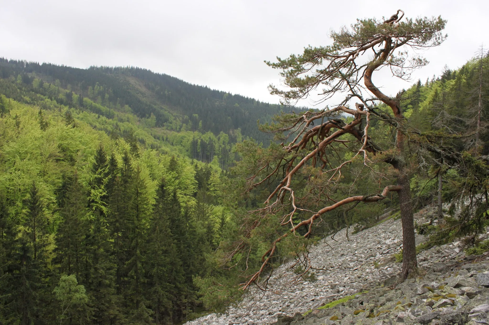 Photo showing: Nature reserve Borek u Domašova in Jeseníky District, Czech Republic