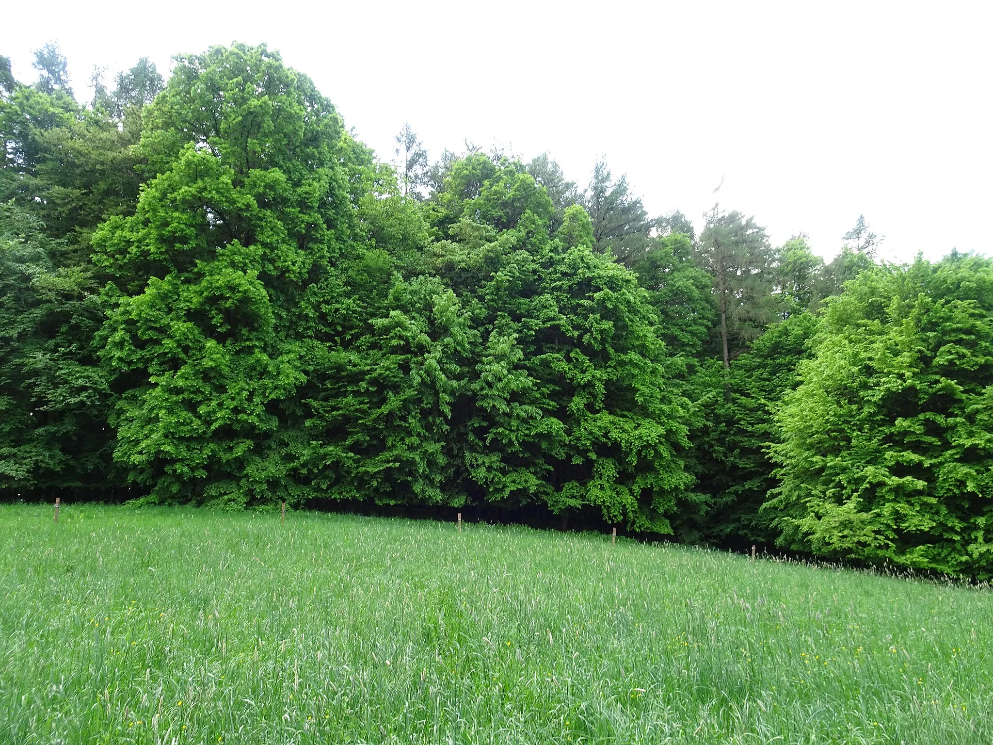 Photo showing: Želechovice nad Dřevnicí, Zlín District, Czechia. Pod Drdolem natural monument.