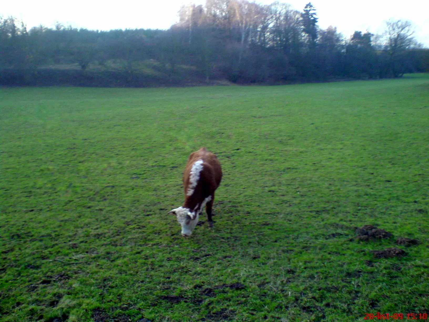 Photo showing: 1 kráva