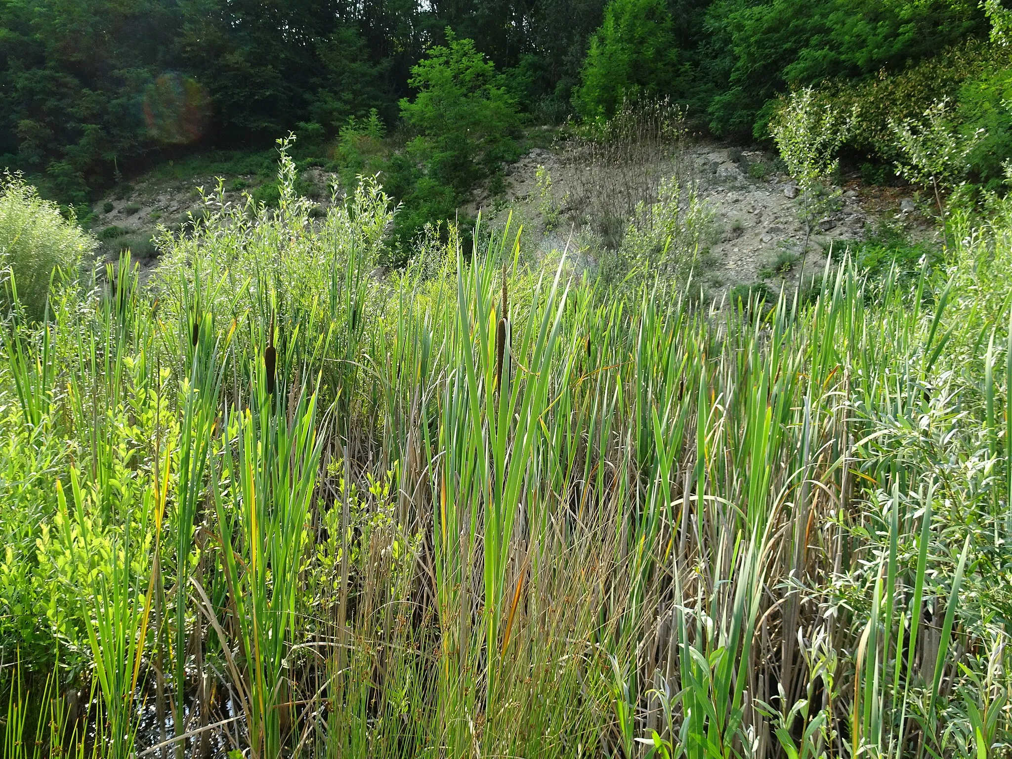 Photo showing: Kurovice, Kroměříž District, Czechia. Kurovický lom nature monument.