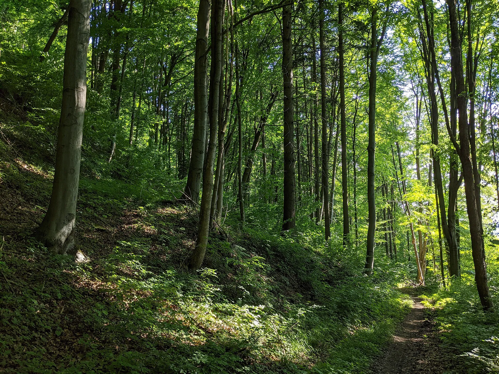 Photo showing: PR Hřebečovský les - část chráněného území na strmých svazích severovýchodně od vsi Hřebeč, tzv. Stěna smrti