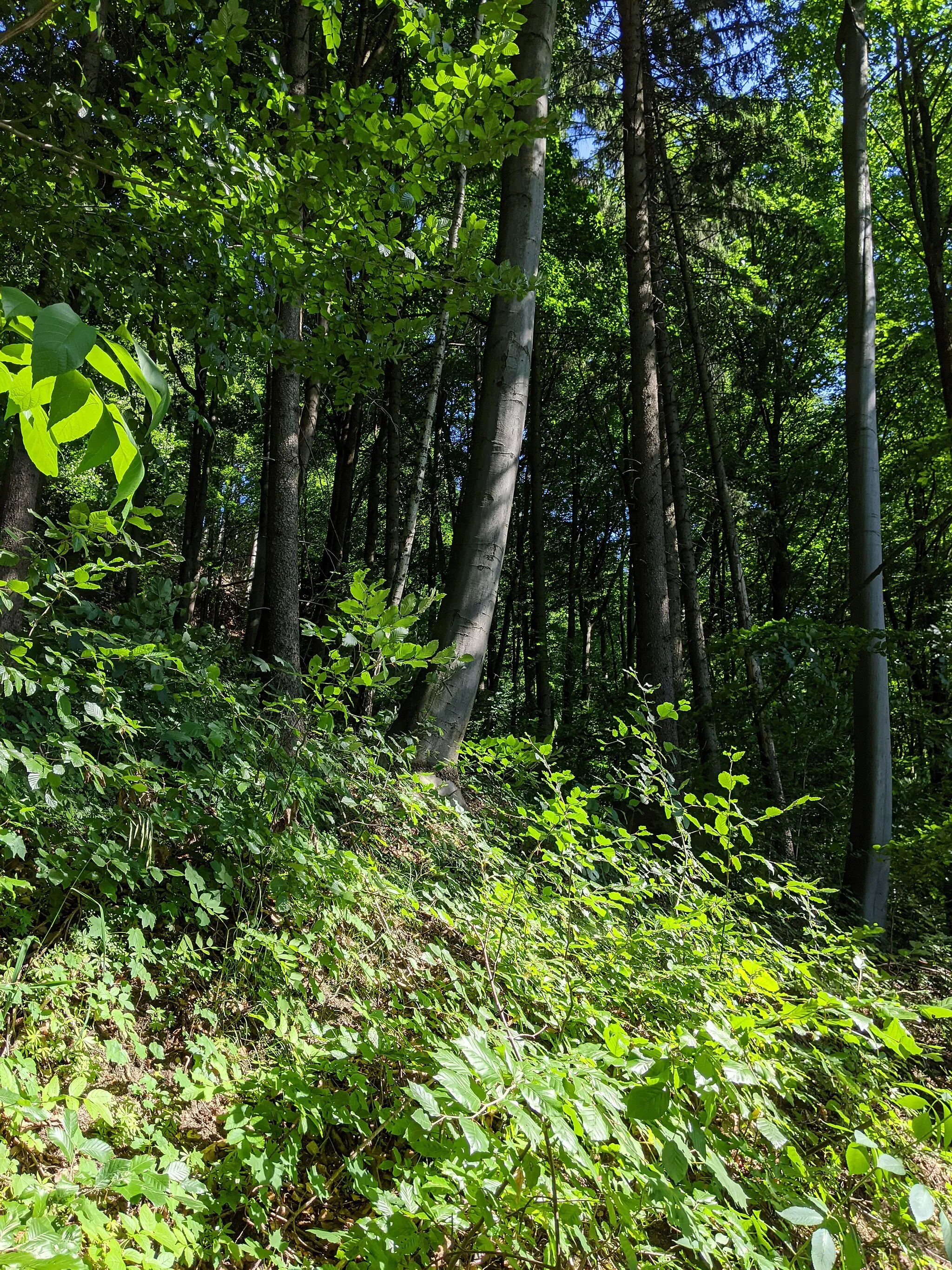 Photo showing: PR Hřebečovský les - část chráněného území na strmých svazích severovýchodně od vsi Hřebeč, tzv. Stěna smrti