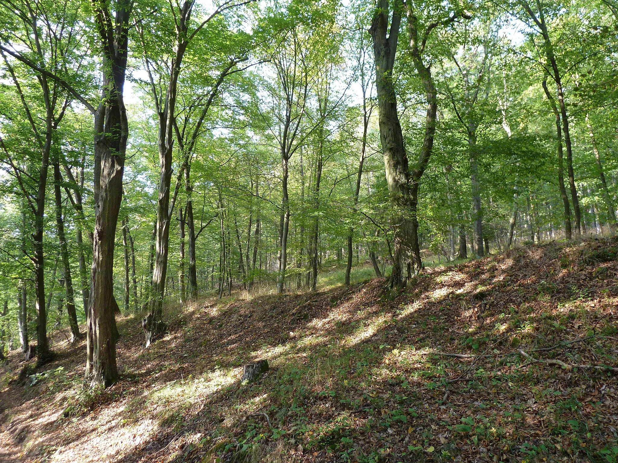 Photo showing: Nature reserve Terezské údolí, near Olomouc, Czech Republic