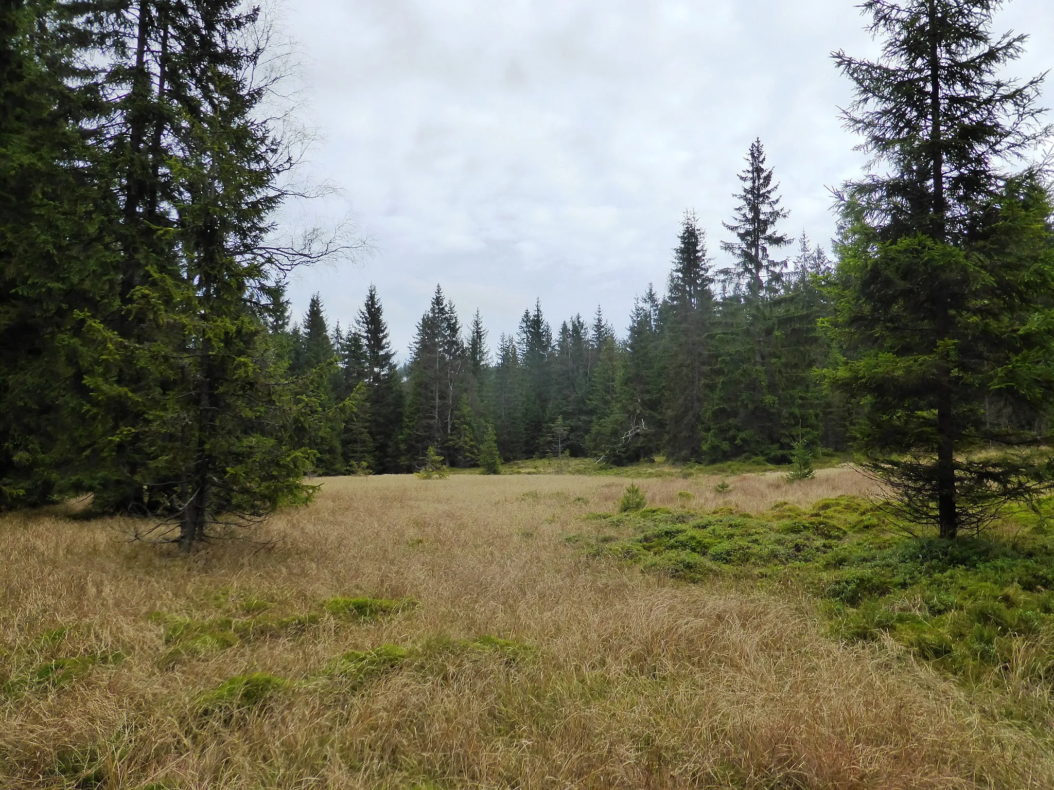 Photo showing: Common peat bog meadows, dominated by Carex spp.