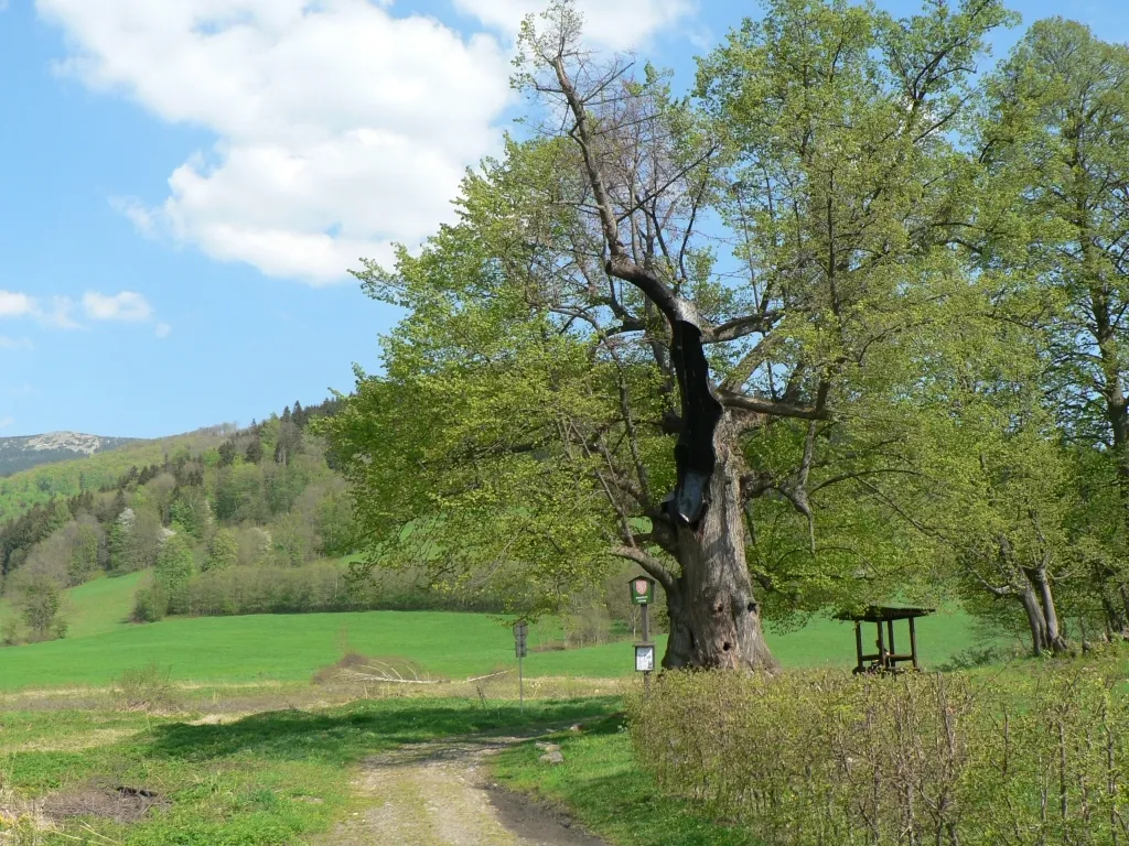 Photo showing: Památkově chráněná lípa ve Vernířovicích.