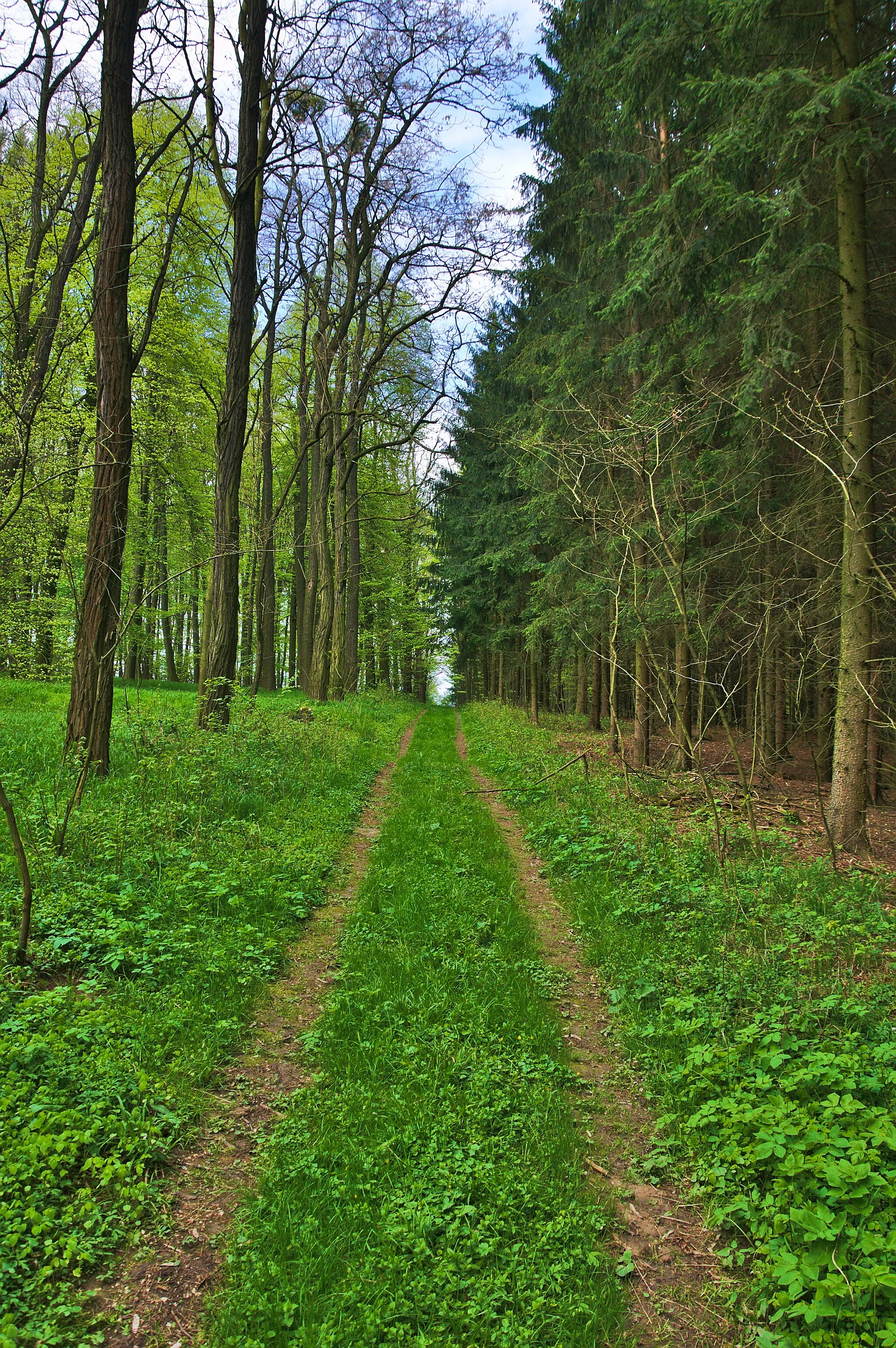 Photo showing: Přírodní rezervace Vitčický les, okres Prostějov