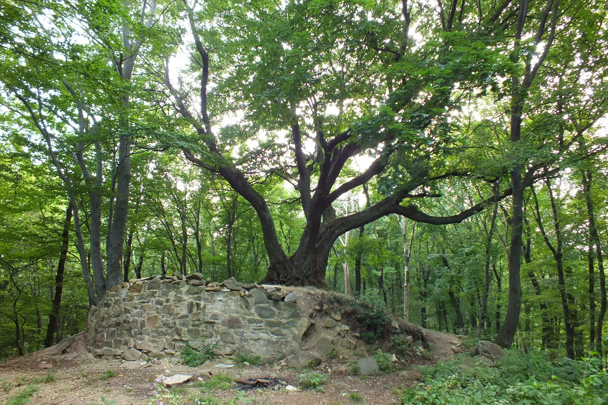 Photo showing: Ruins of the castle Zuvačov on the promontory Hrádek in the White Carpathians, near the village of Komňa, the Czech Republic.