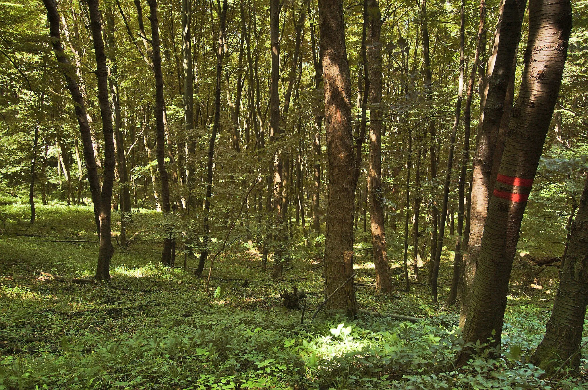 Photo showing: Přírodní památka Uvezené, okres Uherské Hradiště