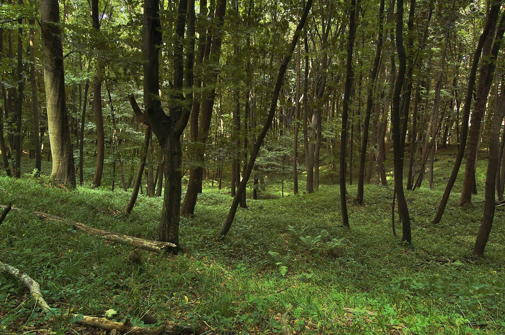 Photo showing: Přírodní památka Uvezené, okres Uherské Hradiště