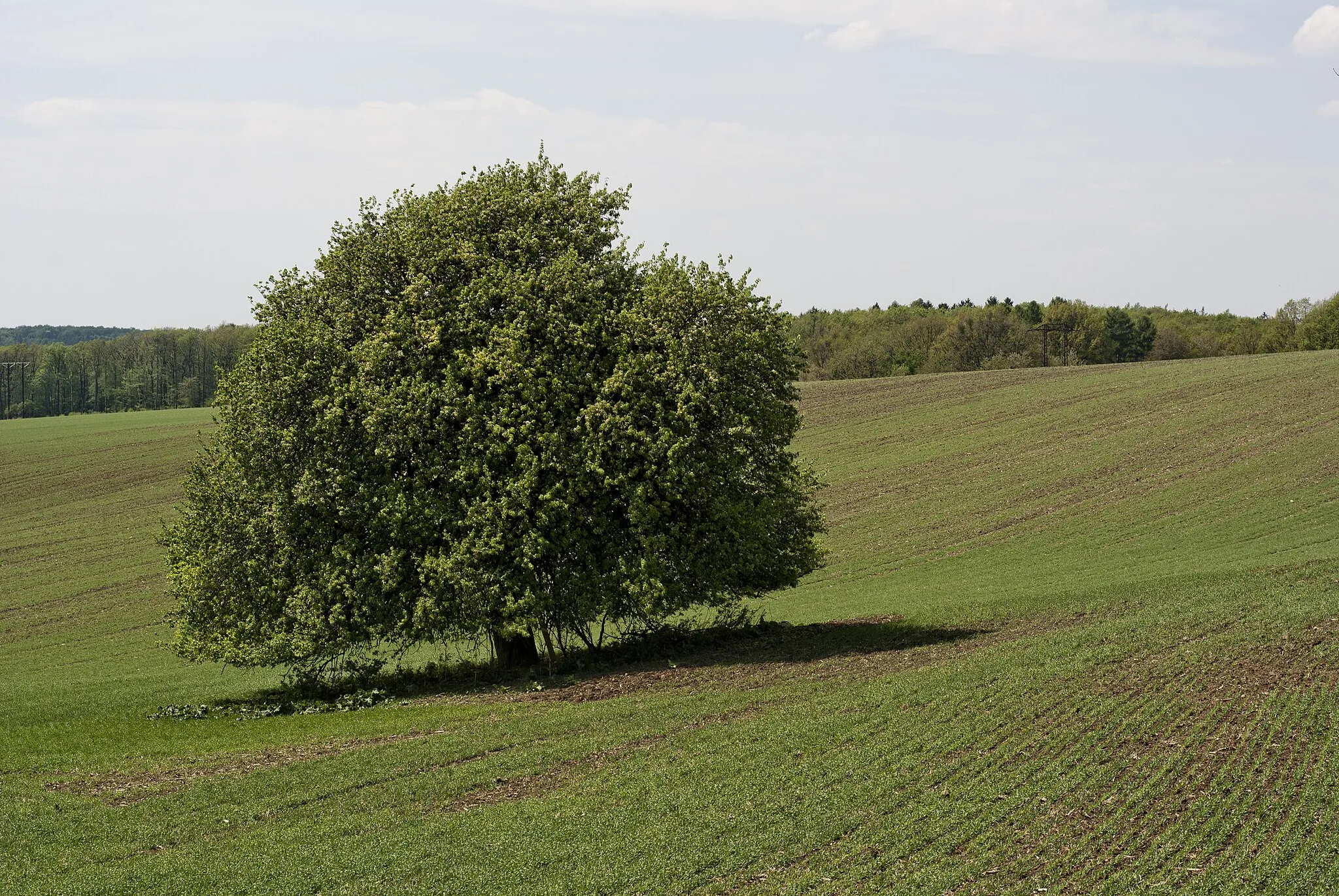 Photo showing: Památný strom - Regerova hrušeň pod Bártovcem, Bystřice pod Hostýnem