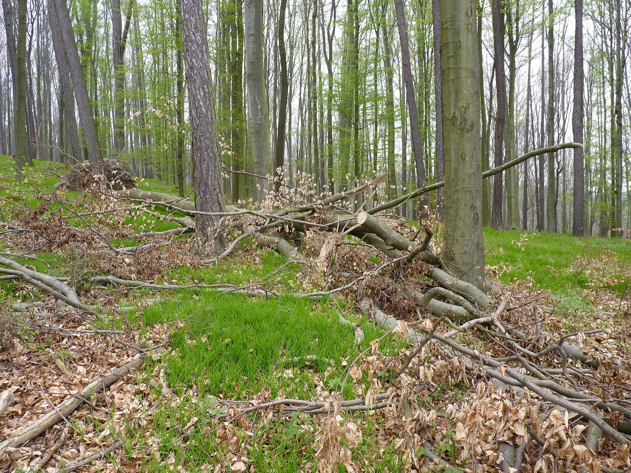 Photo showing: Nature reserve Zaskali. Chriby, South Moravian Region, Czech Republic