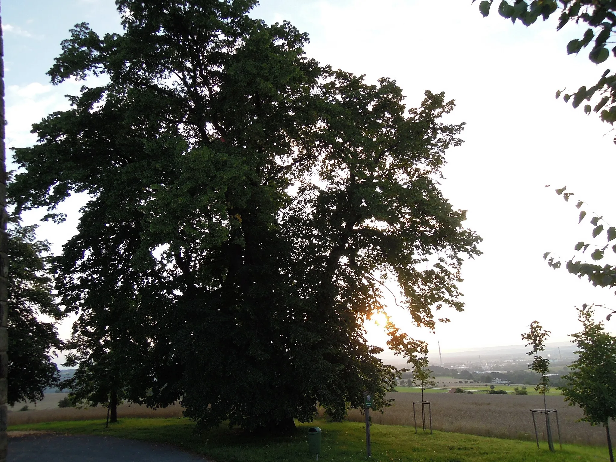 Photo showing: Tilia cordata on a hill Helštýn, Valašské Meziříčí, Zlín Region, Czech Republic