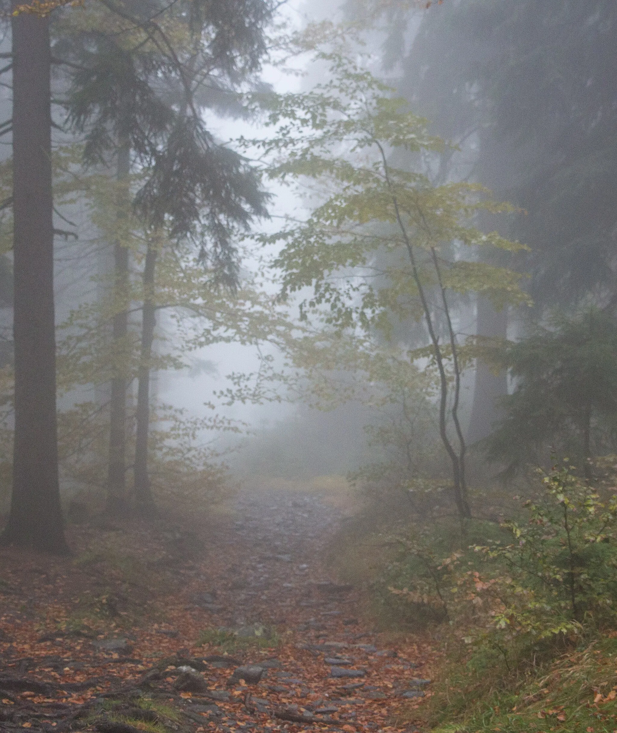 Photo showing: A track next to Alfredka mountain hut. Jeseníky, Czech Republic