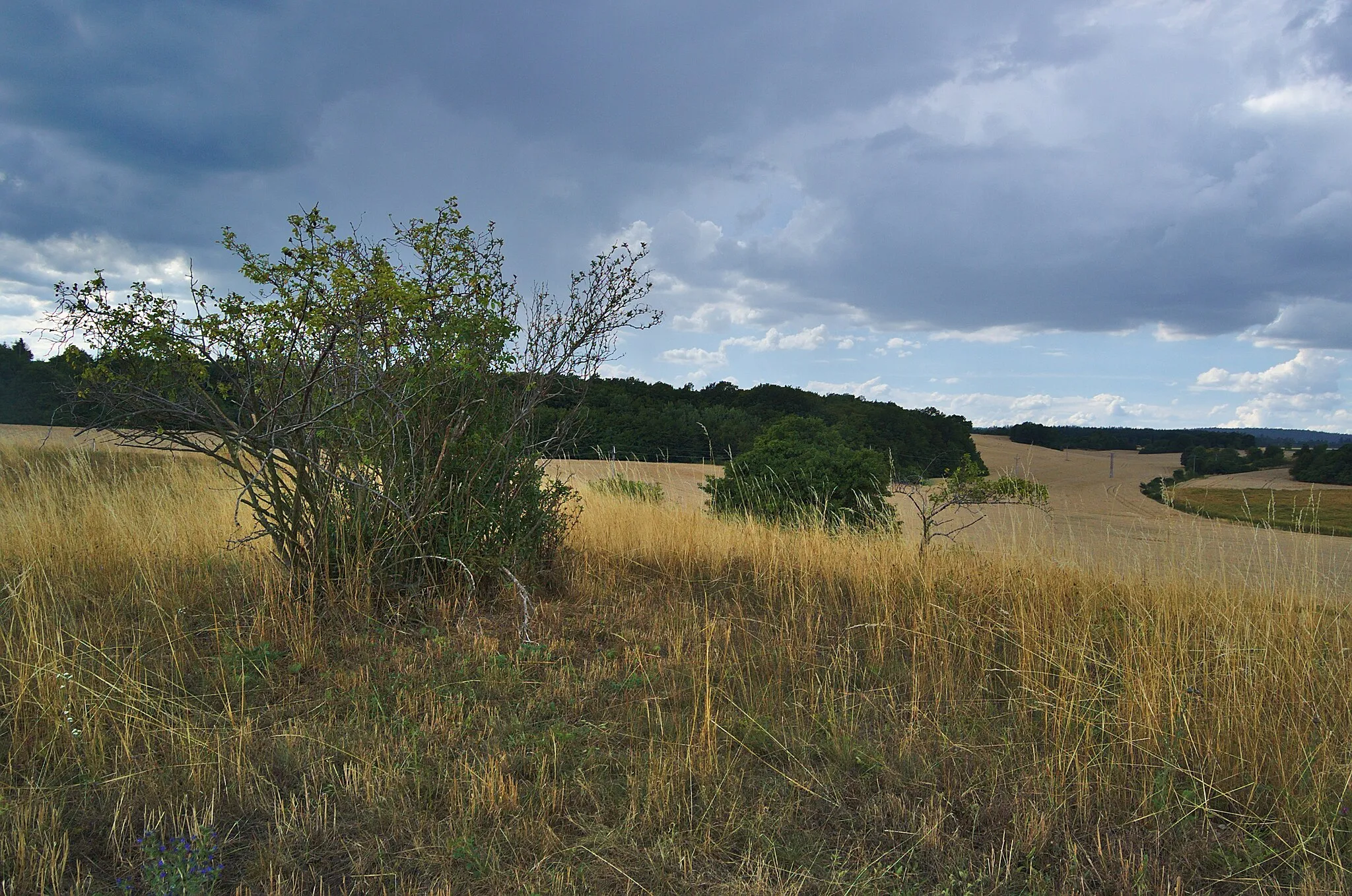 Photo showing: Přírodní památka Kozí horka, Soběsuky, Plumlov, okres Prostějov