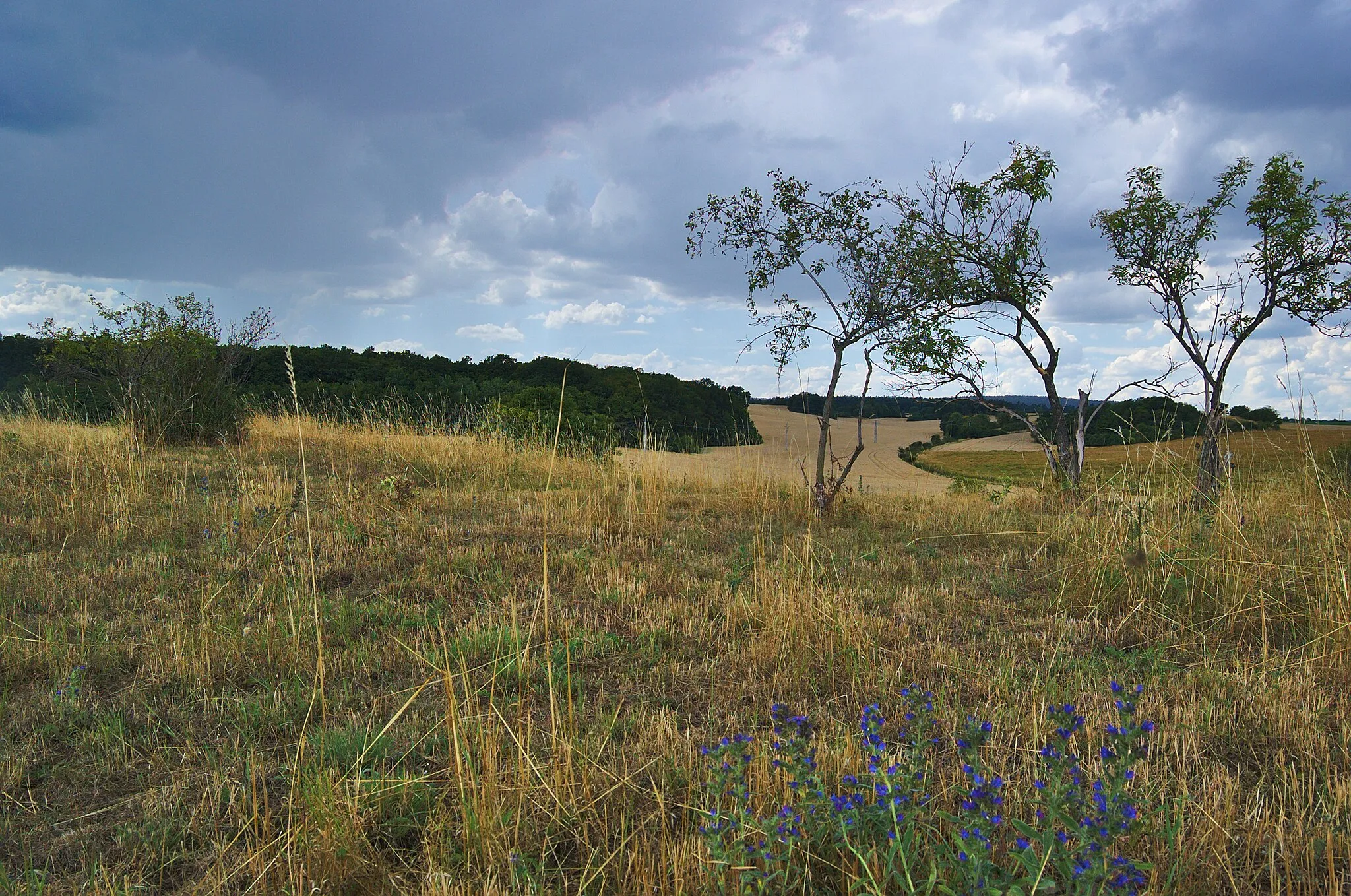 Photo showing: Přírodní památka Kozí horka, Soběsuky, Plumlov, okres Prostějov