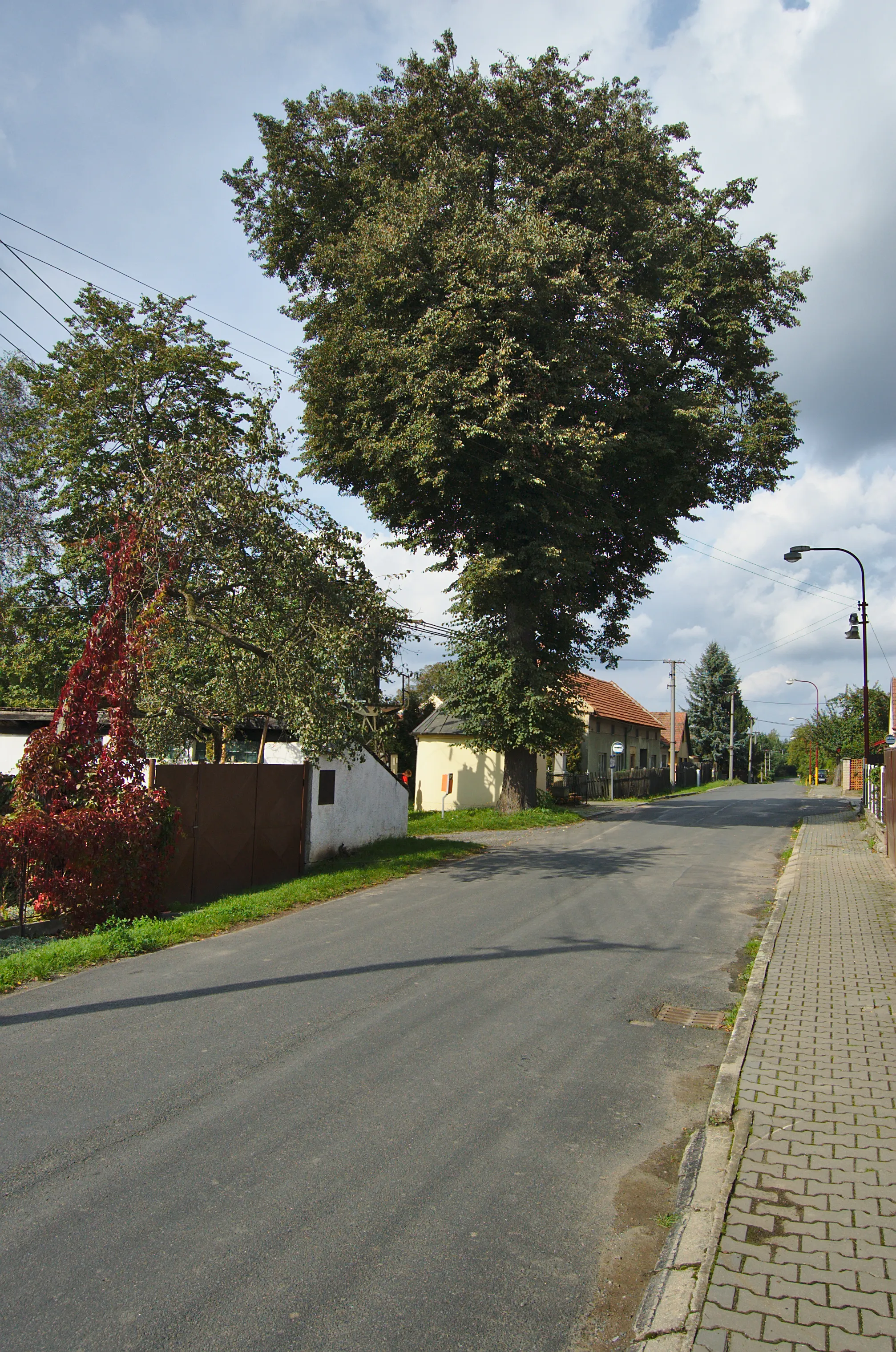 Photo showing: Památný strom, Nový Dvůr, Jaroměřice, okres Svitavy