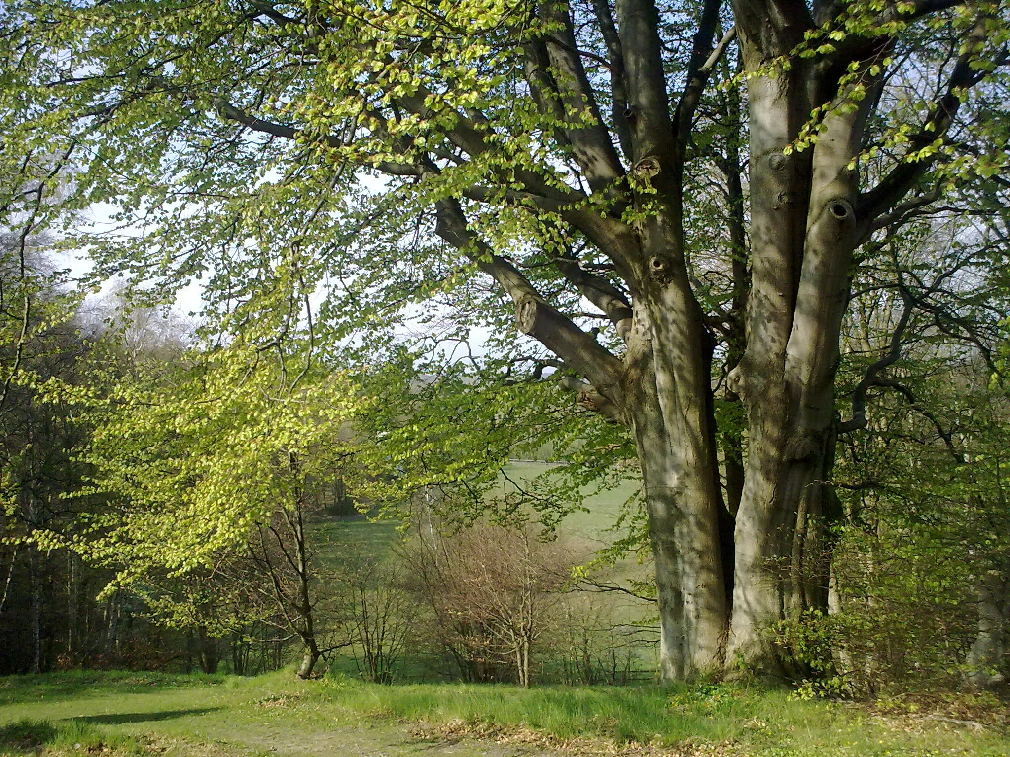 Photo showing: Trees in Nordsjælland, Denmark