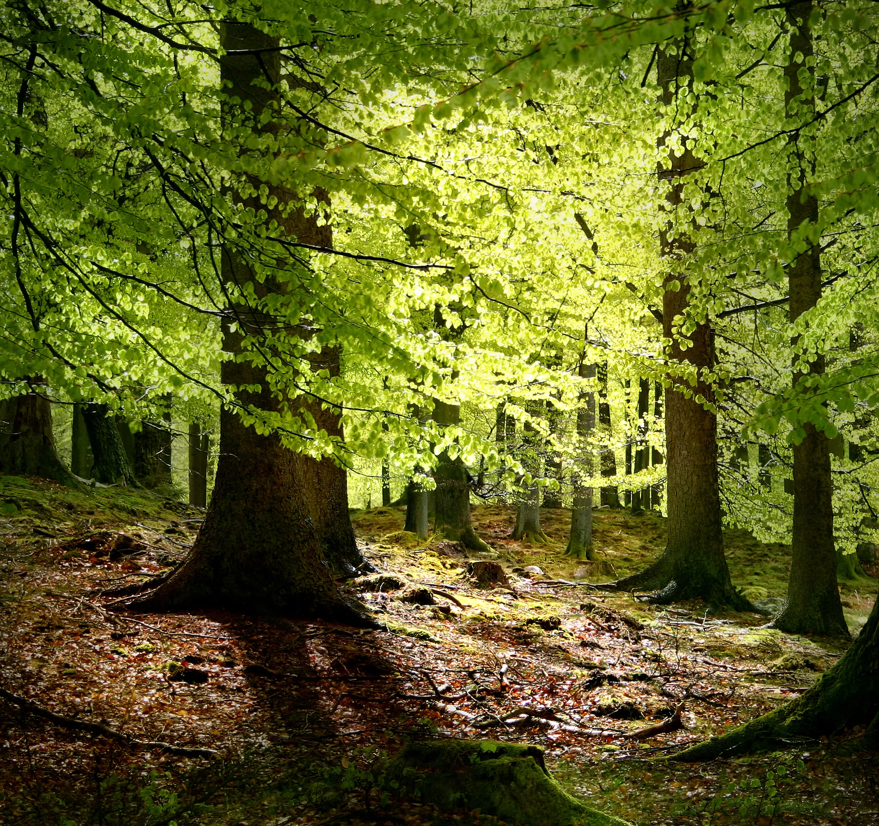 Photo showing: New beech leaves, Gribskov Forest in the northern part of Sealand, Denmark.