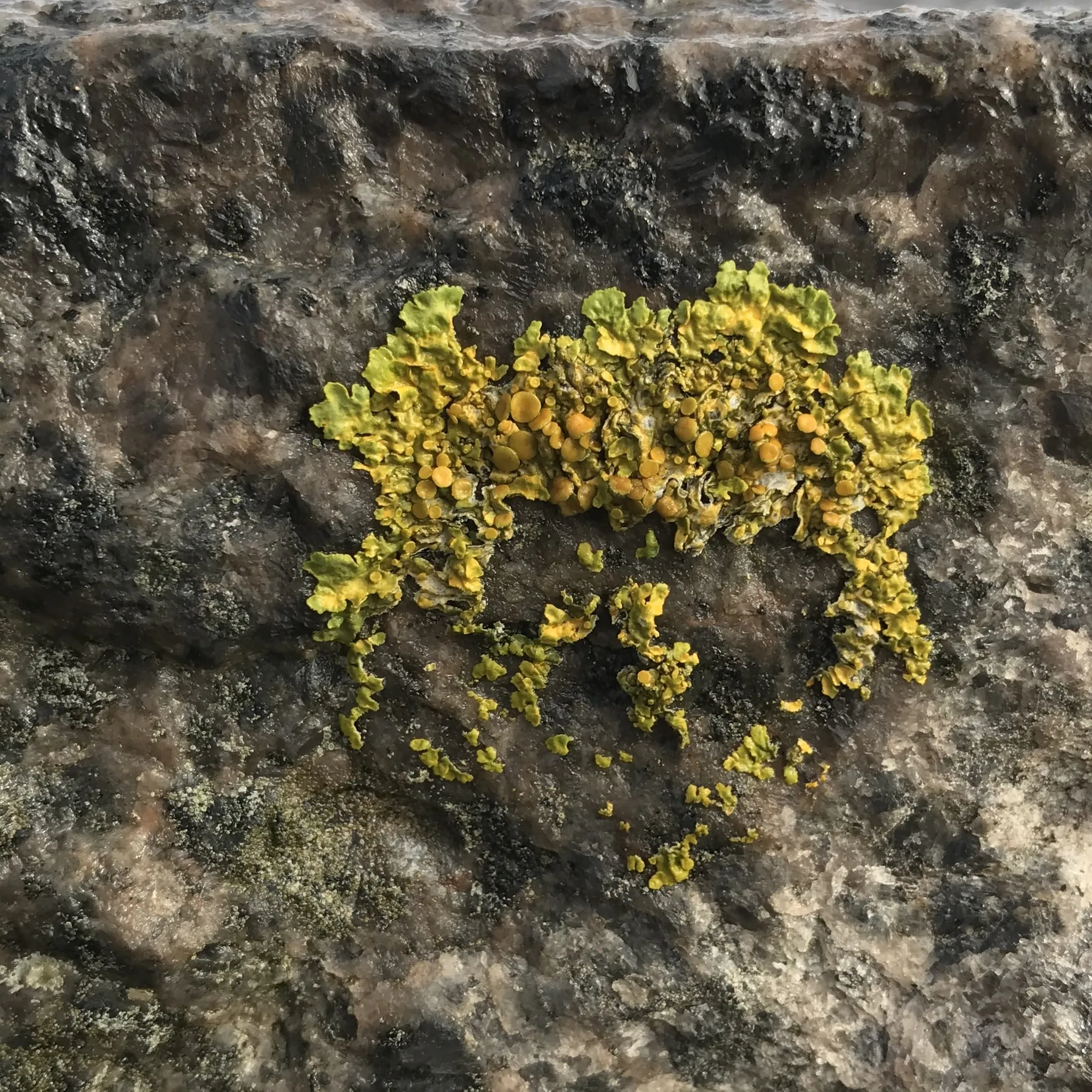 Photo showing: Common Sunburst Lichen (Xanthoria parietina)
