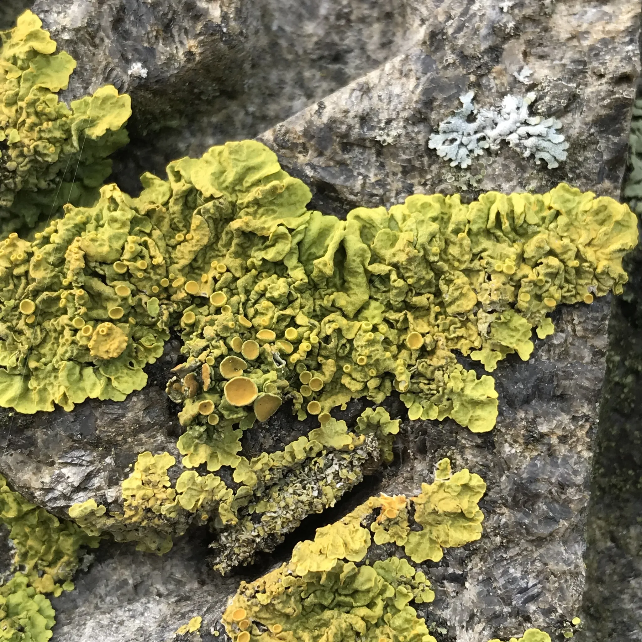 Photo showing: Common Sunburst Lichen (Xanthoria parietina)