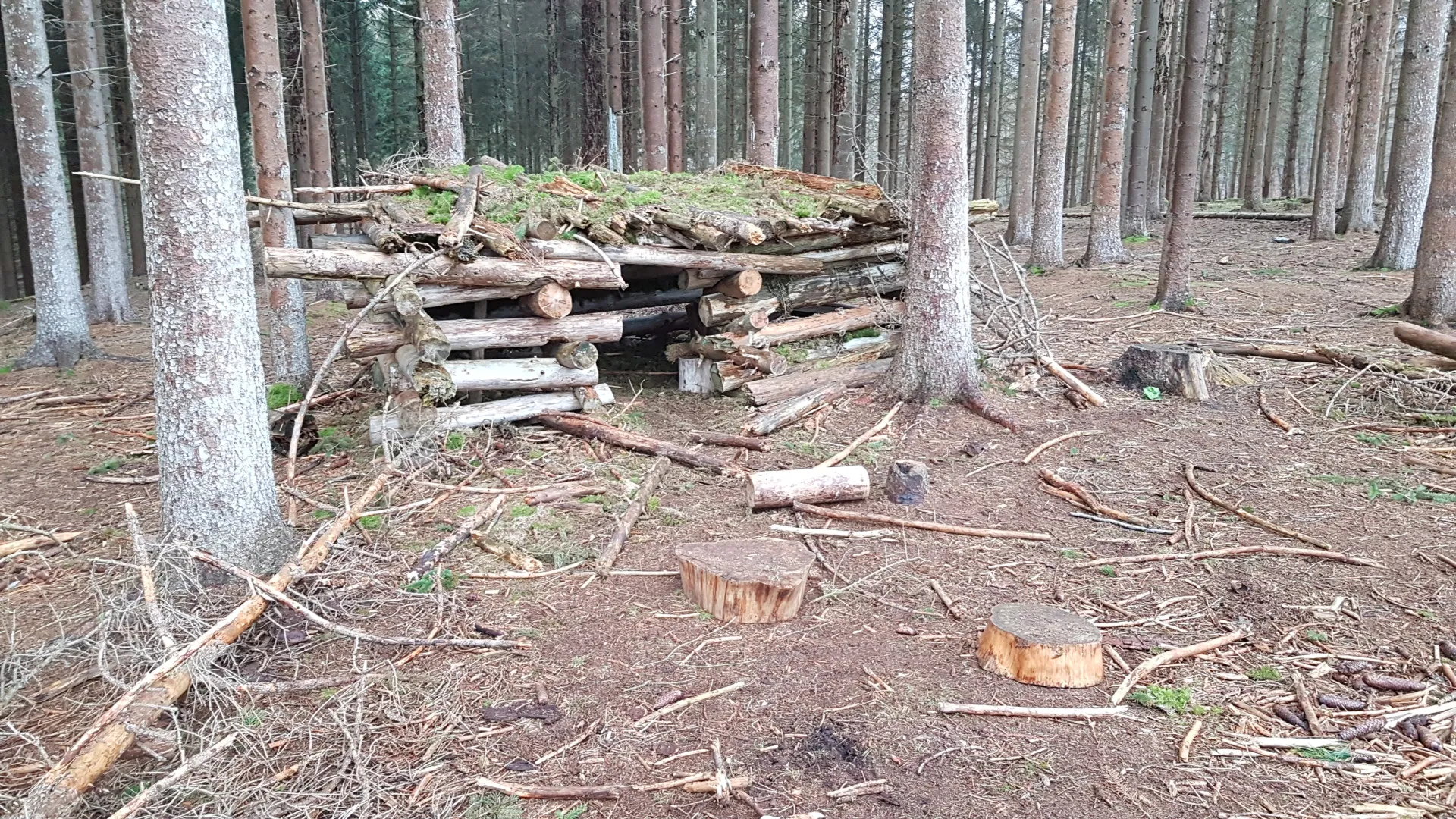 Photo showing: Shelter in Geel Forest