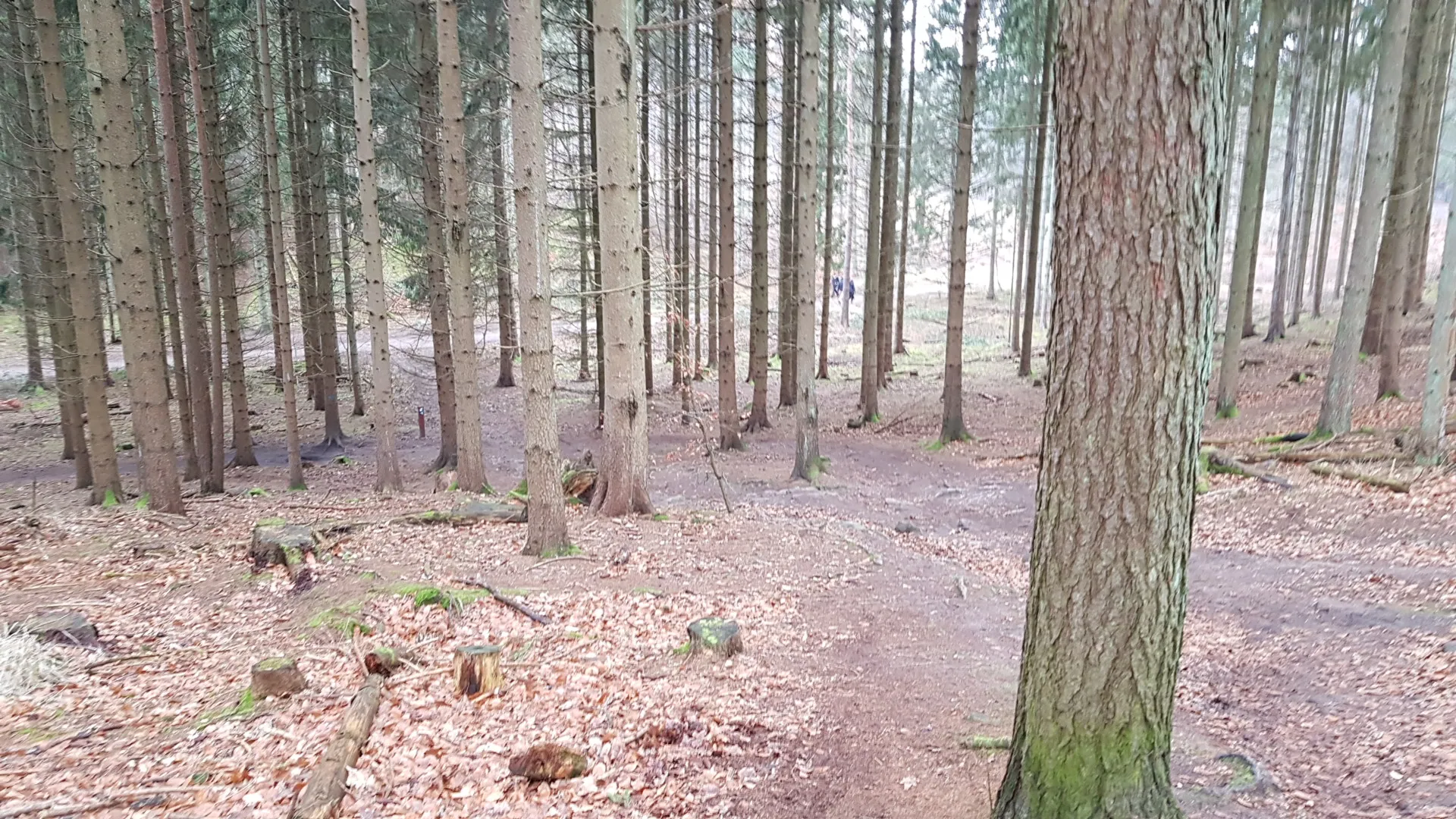 Photo showing: Geel Forest