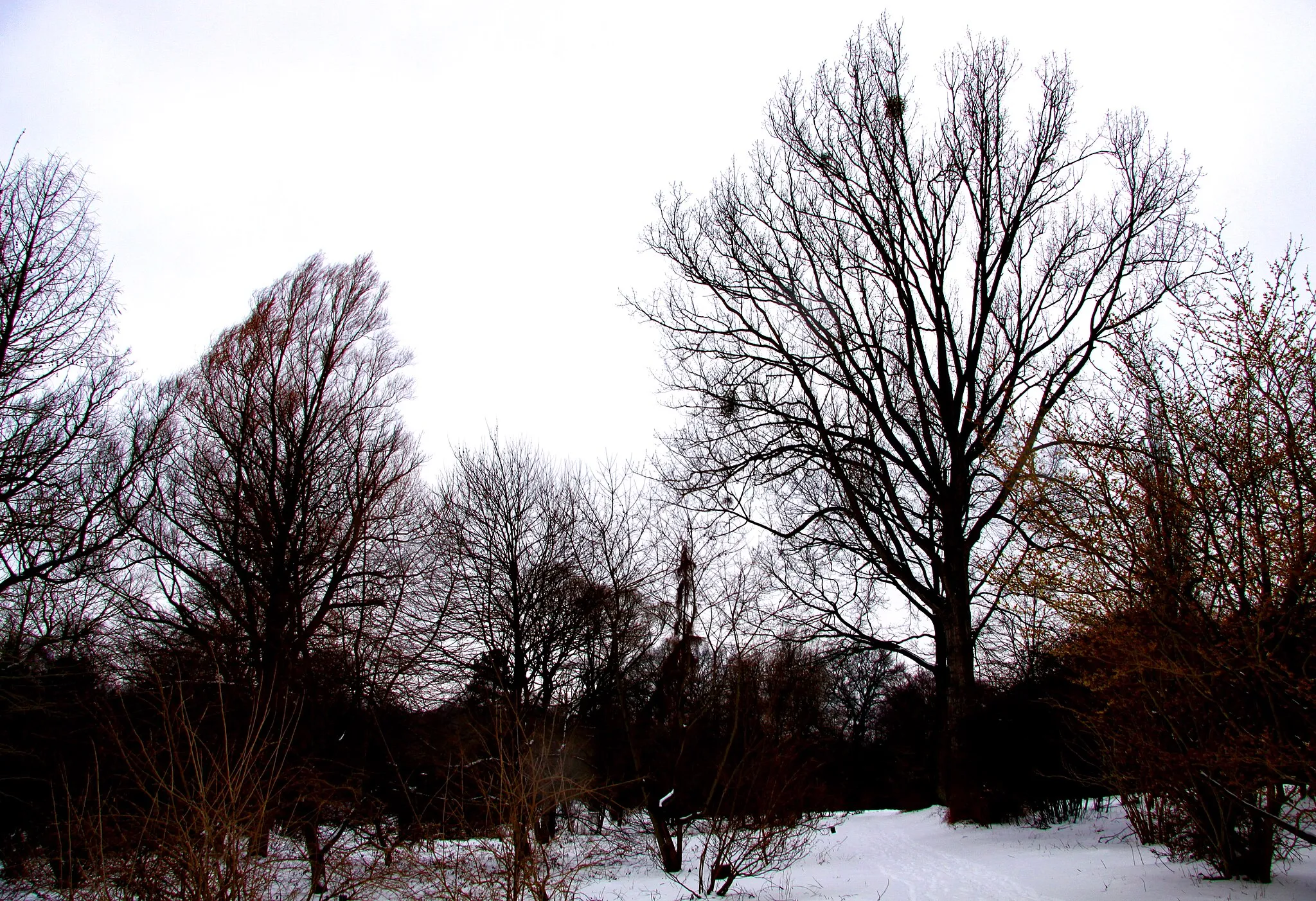 Photo showing: Hørsholm. I Arboretet.