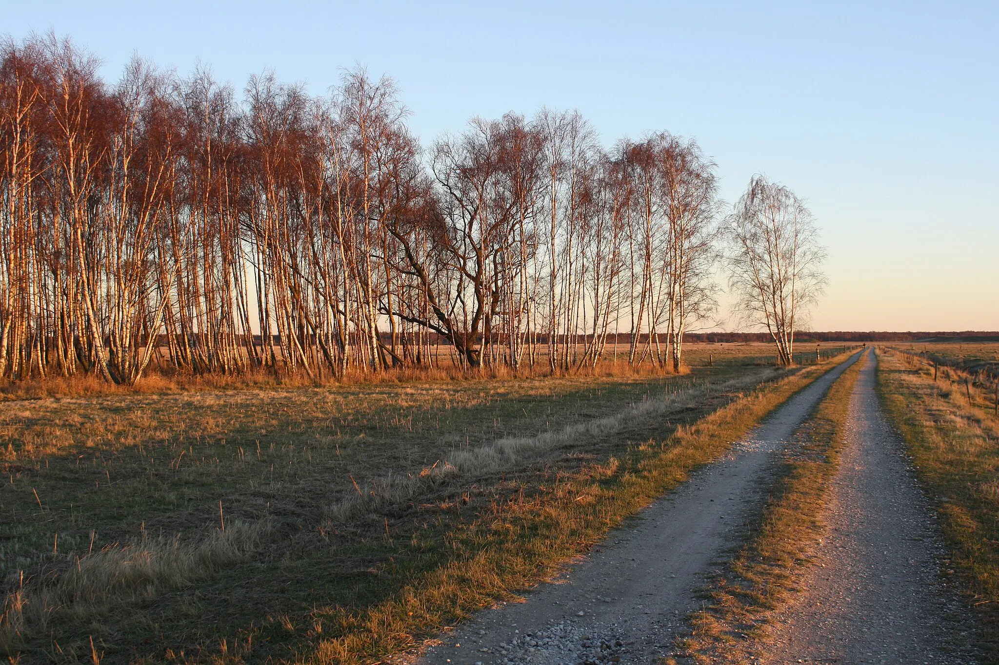 Photo showing: Biketræer ved Kalvebod Fælled.