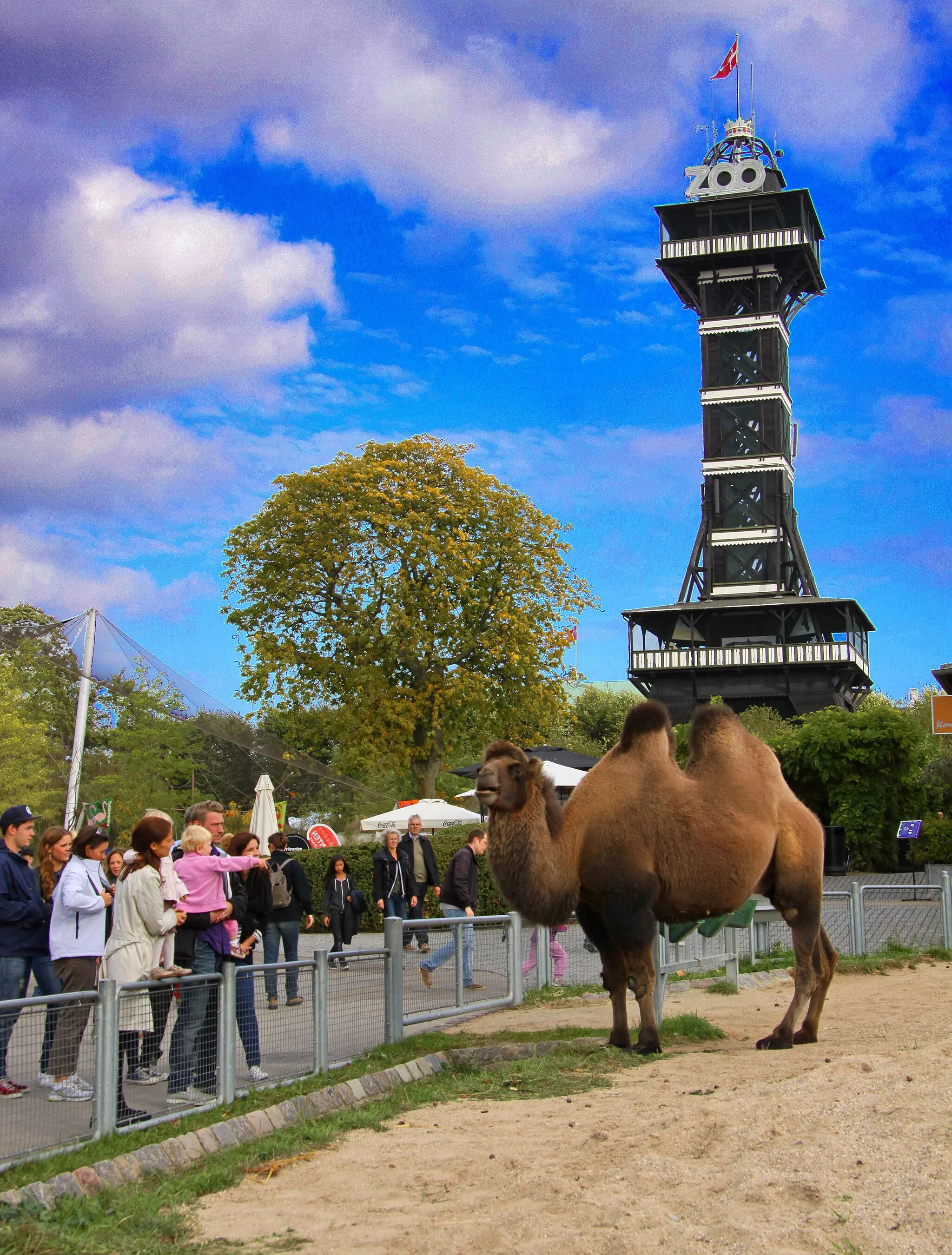 Photo showing: A camel in Copenhagen Zoo, Denmark