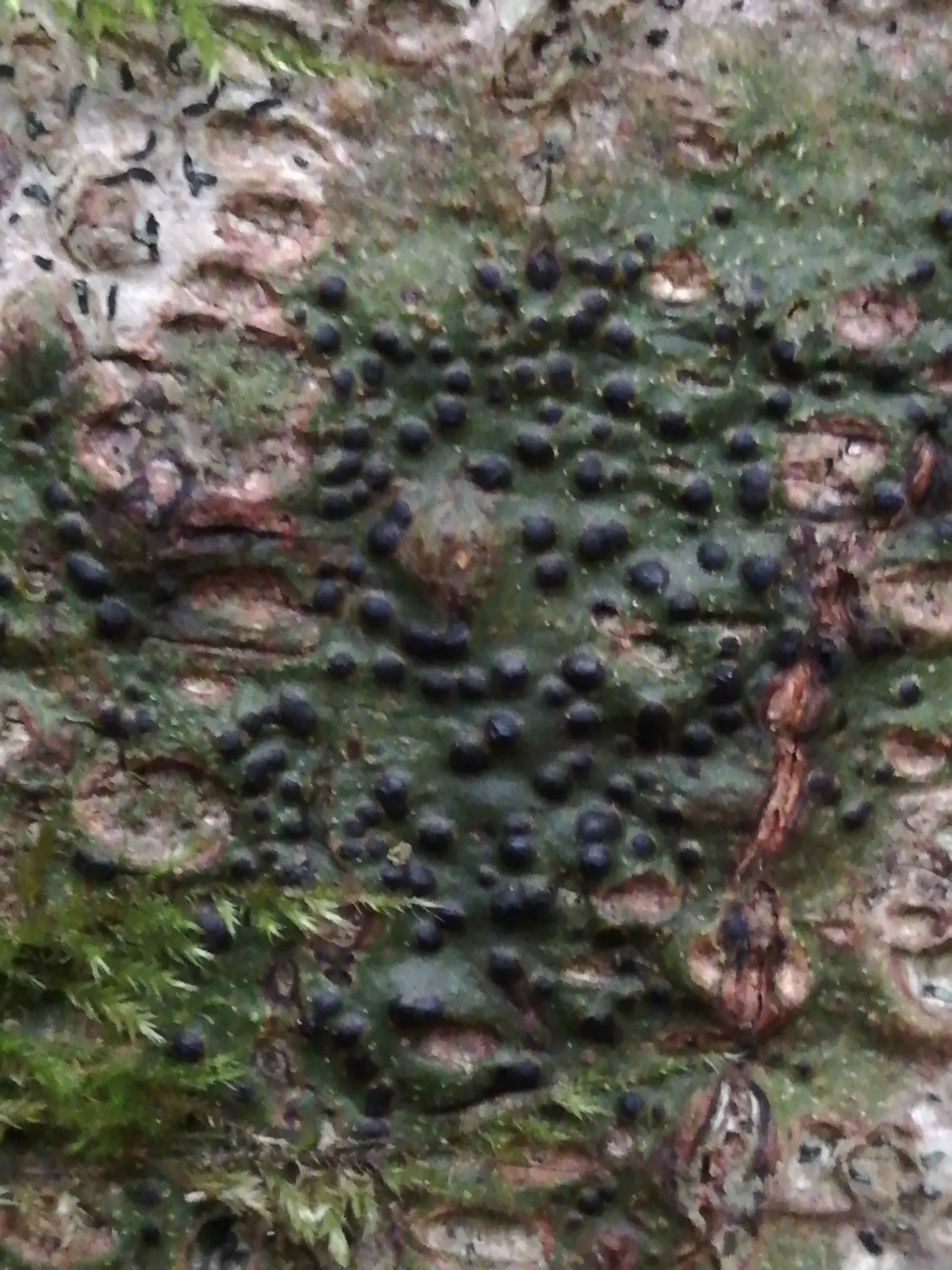 Photo showing: Pyrenula nitida