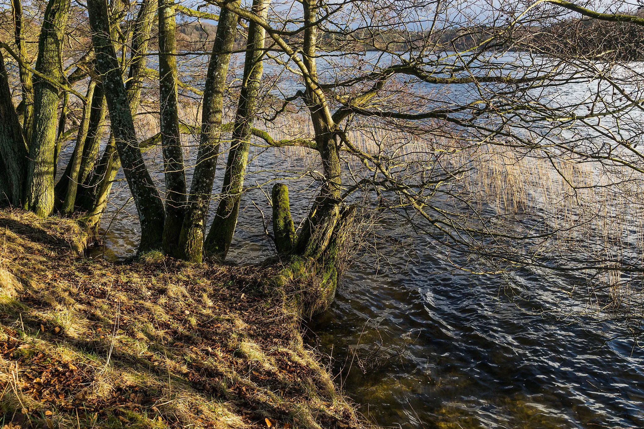 Photo showing: Lake Hald, light, composition. Commune of Viborg, Denmark.