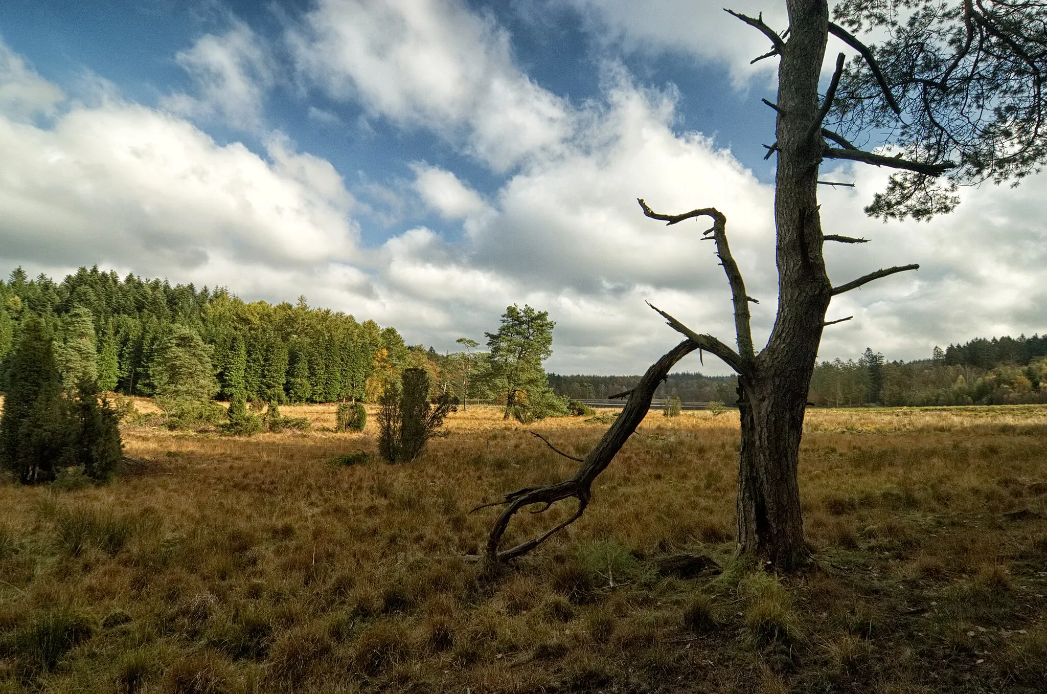 Photo showing: Udsigt over Langkær, en gammel højmose i Velling skov.