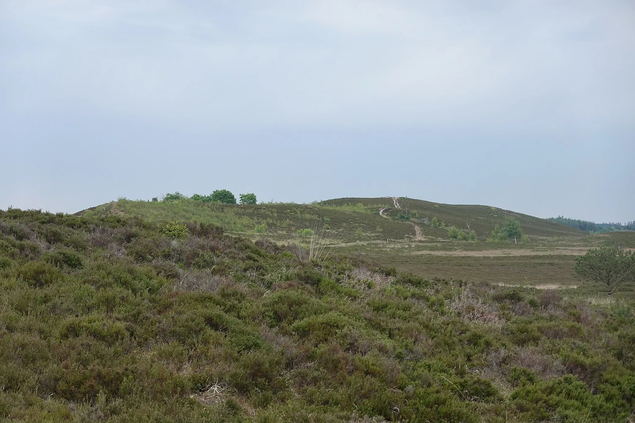 Photo showing: Kleine Erhebung in der Randbol Hede.