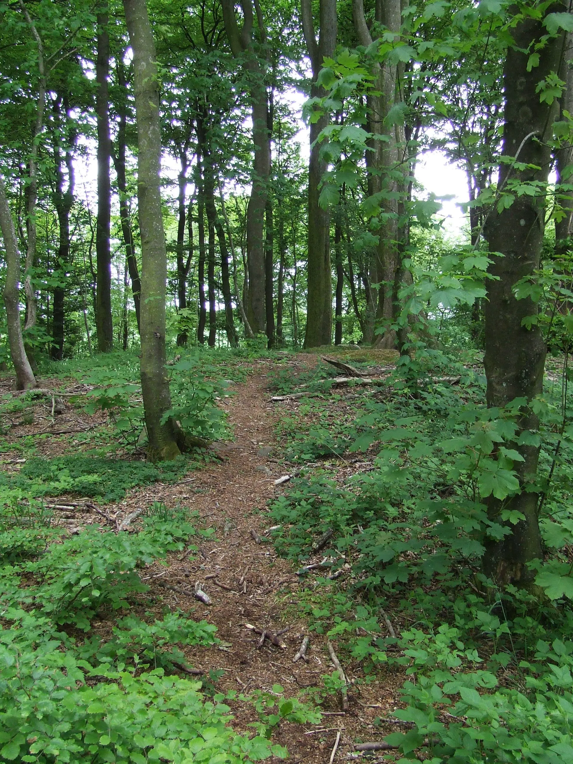 Photo showing: One of the 3 Bronze Age burial mounds on Yding Skovhøj