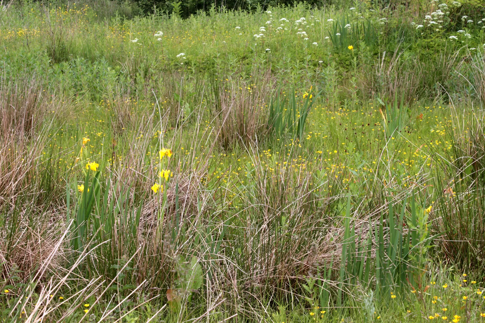 Photo showing: Meadow flowers: Iris pseudacorus, Ranunculus reptans, Juncus effusus and - i the background - Valeriana sambucifolia.