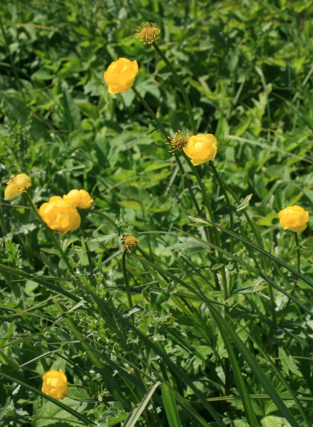 Photo showing: Trollius europaeus: Flowers. Photo from the bog and wetland of Kasted Mose, northwest of Århus.