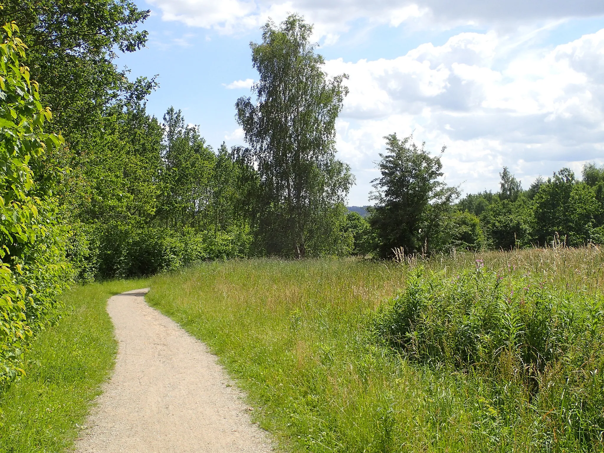 Photo showing: Sti gennem Gellerup Skov.