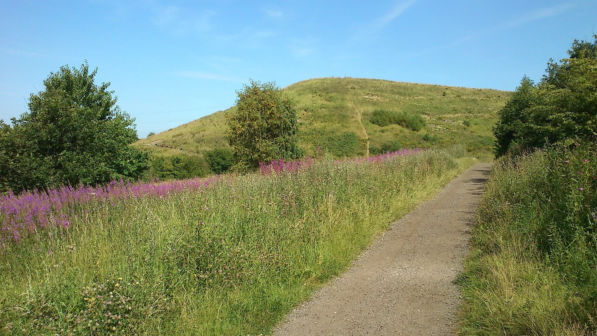 Photo showing: The Hill Crest in full bloom.