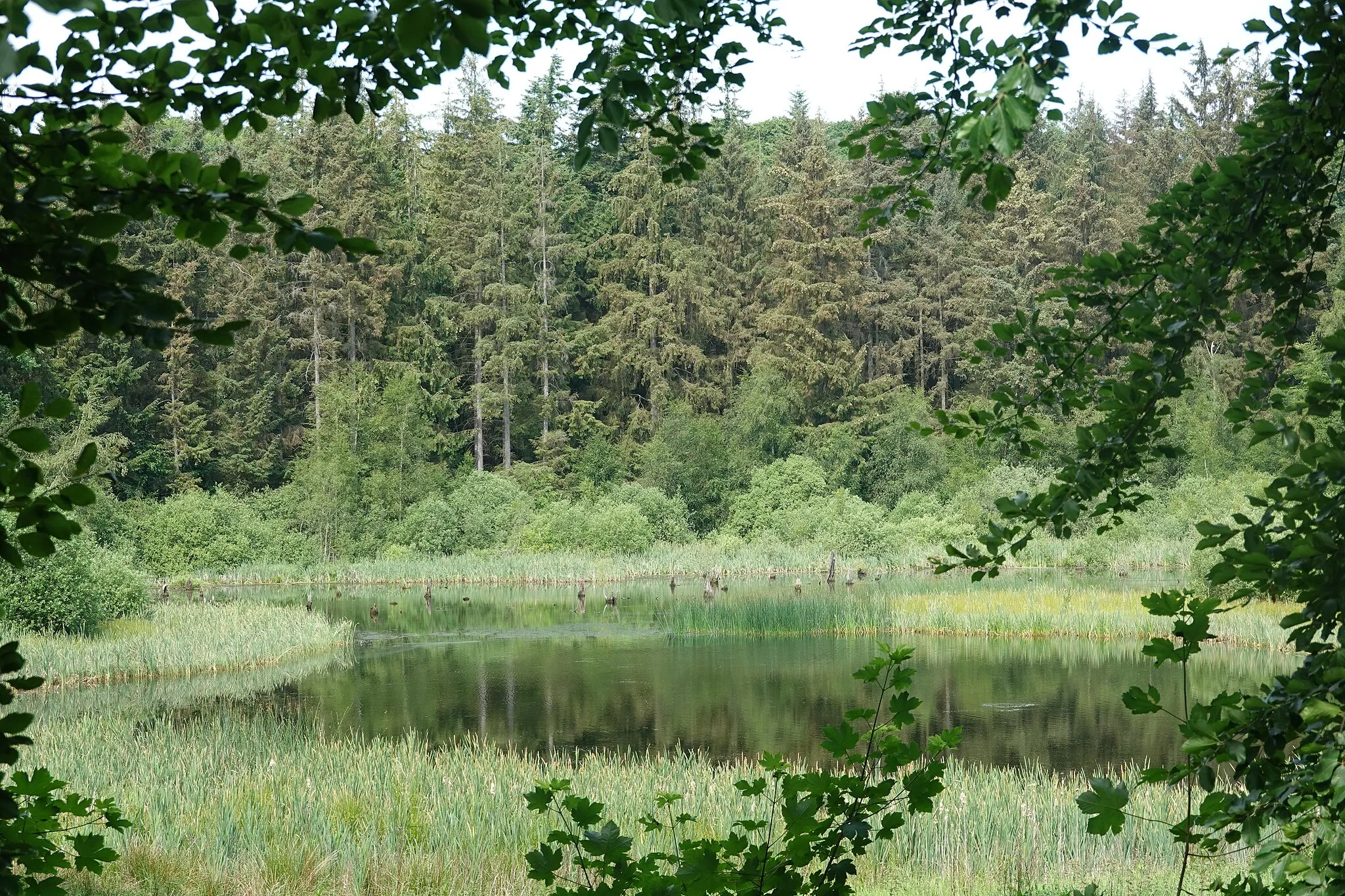 Photo showing: Weiher im Wald unterhalb des Schlosses.