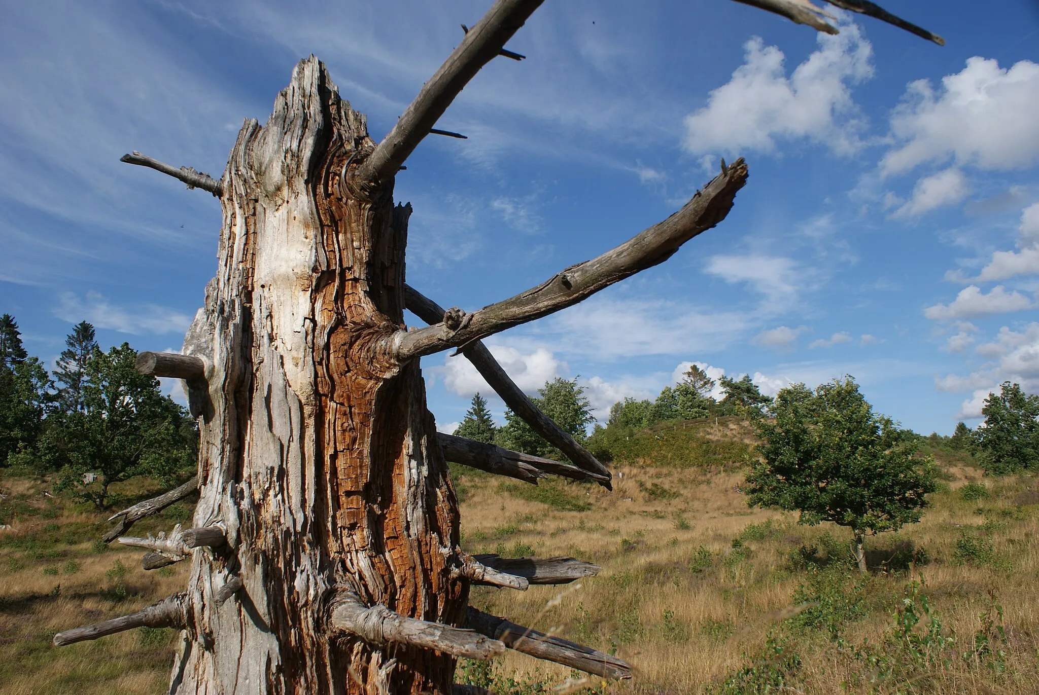 Photo showing: Lyngbakkerne