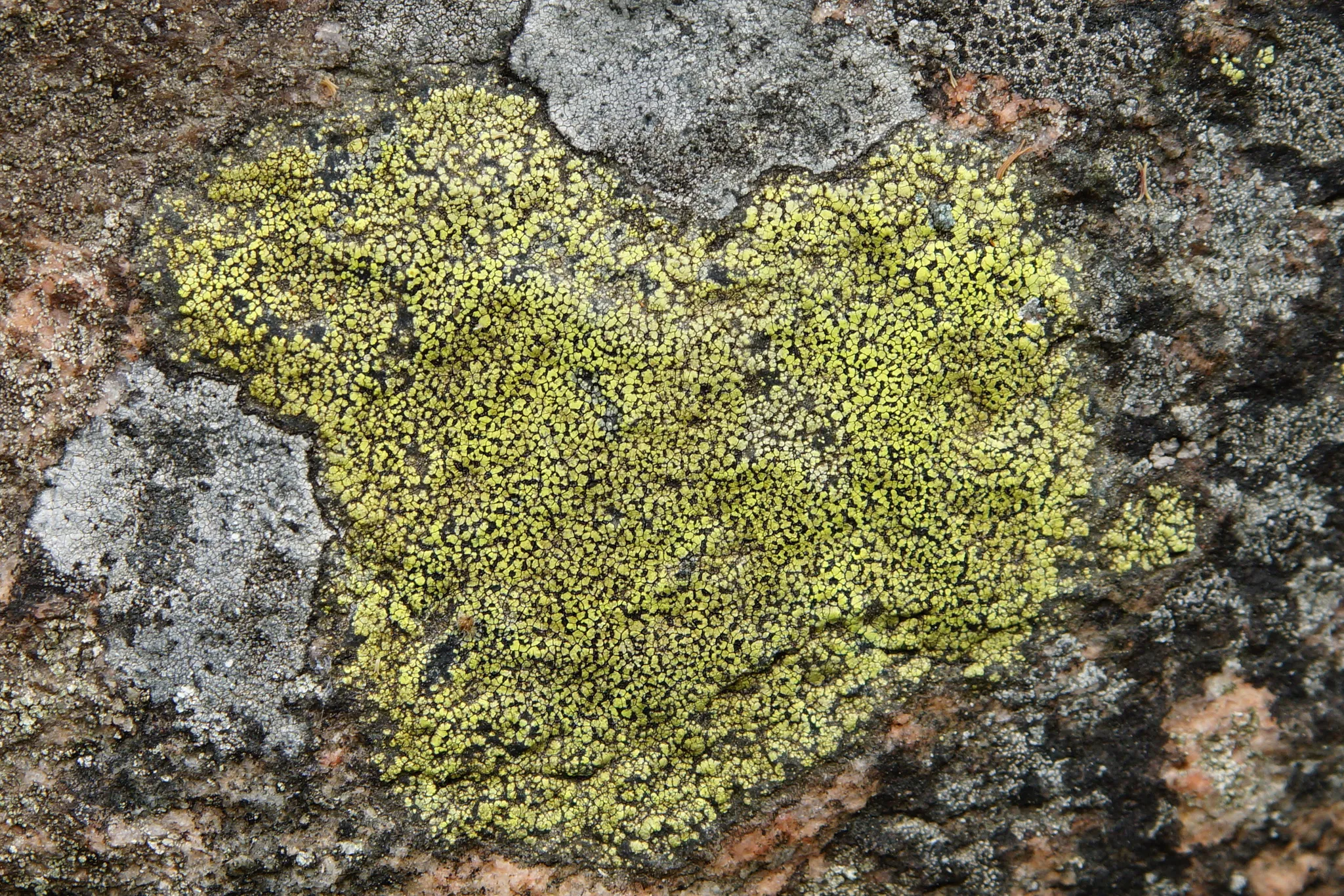 Photo showing: yellow map lichen (Rhizocarpon geographicum)