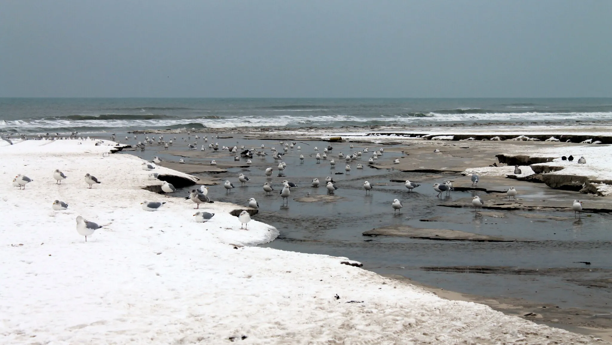 Photo showing: Sølvmåger på Blokhus Strand i sne